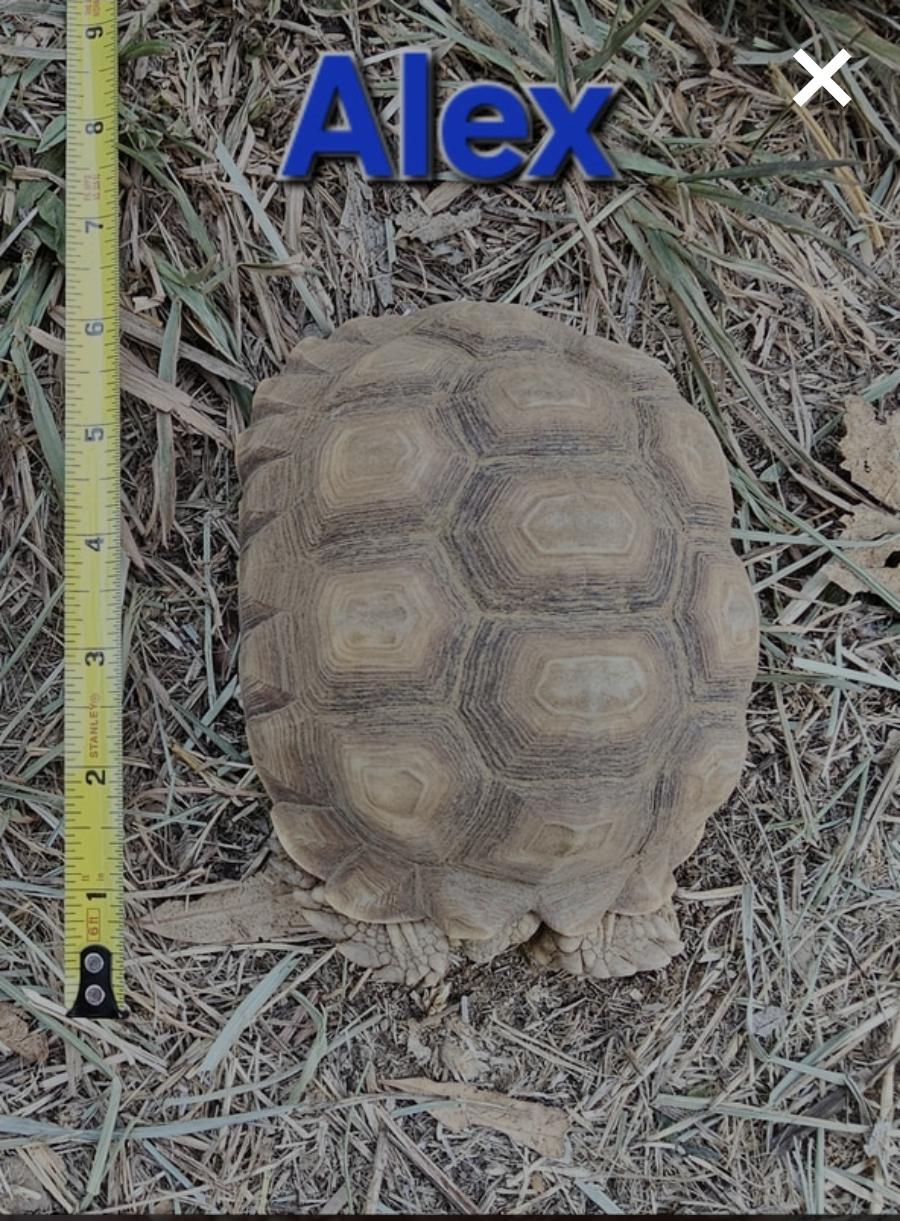 Alex, a Adoptable Sulcata in Sacramento, CA image 2/2