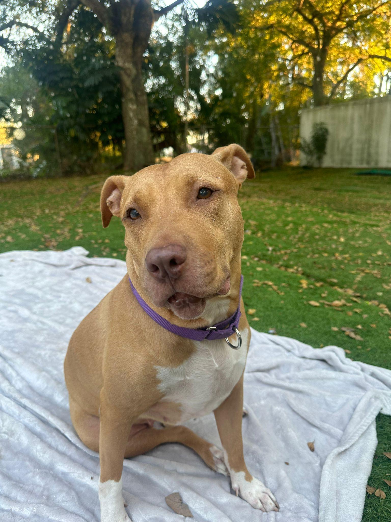 Enlarge Miley, a Adoptable American Bulldog in Lauderhill, FL image 1/5