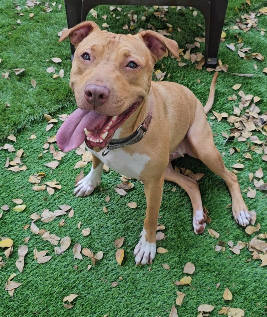 Enlarge Miley, a Adoptable American Bulldog in Lauderhill, FL image 2/5