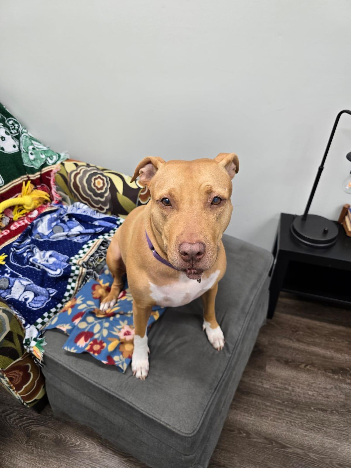 Enlarge Miley, a Adoptable American Bulldog in Lauderhill, FL image 3/5