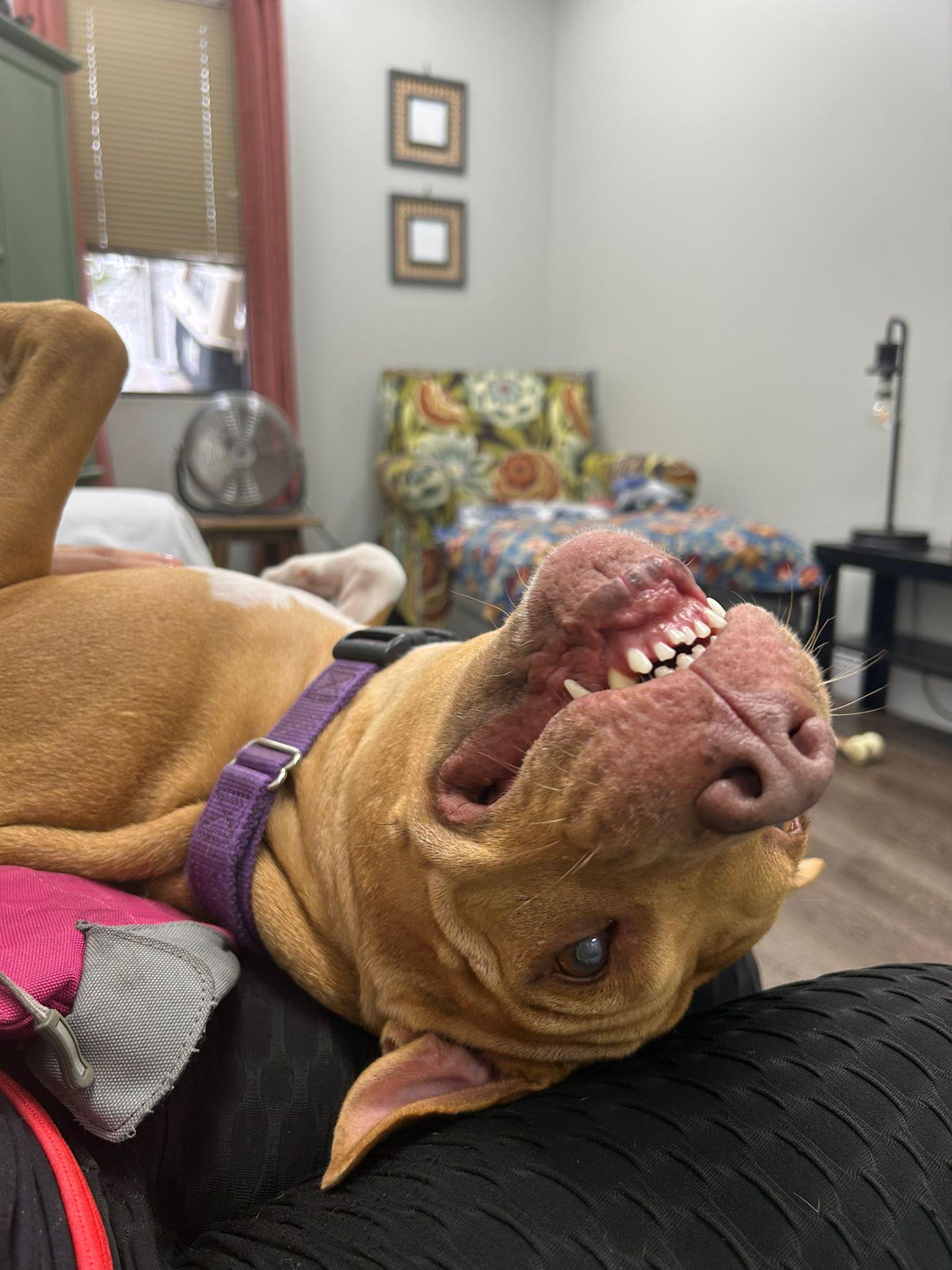 Enlarge Miley, a Adoptable American Bulldog in Lauderhill, FL image 4/5