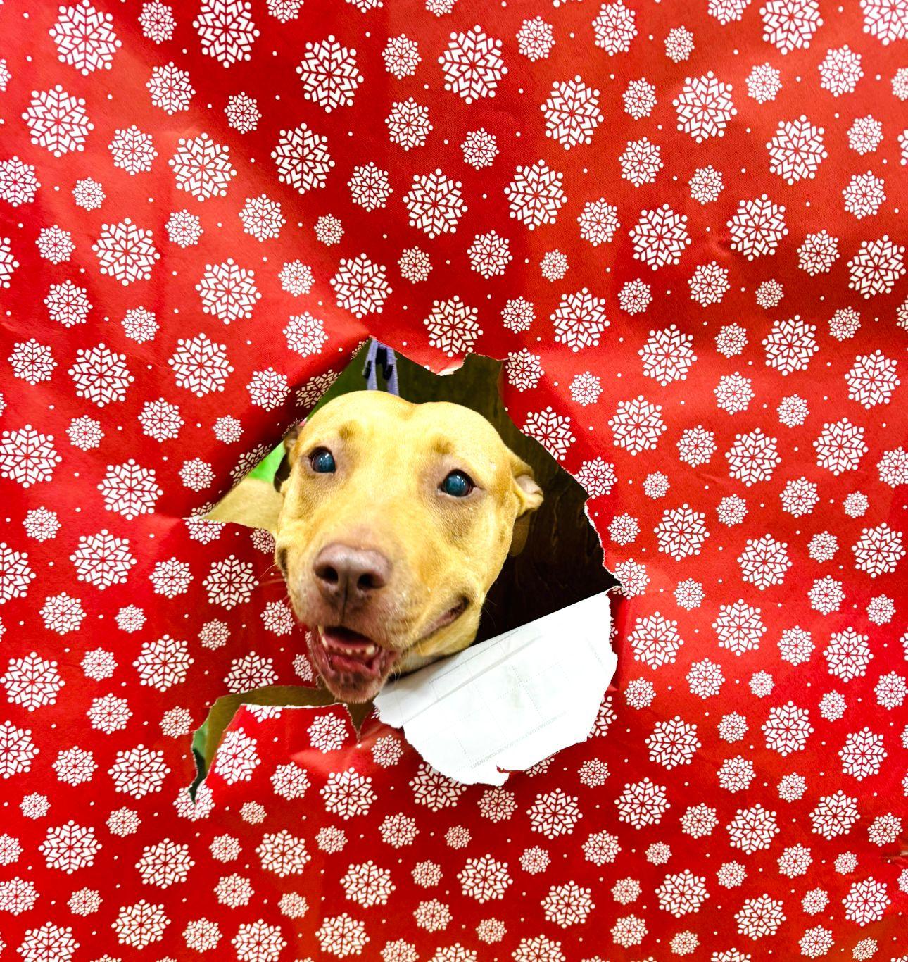 Enlarge Miley, a Adoptable American Bulldog in Lauderhill, FL image 5/5