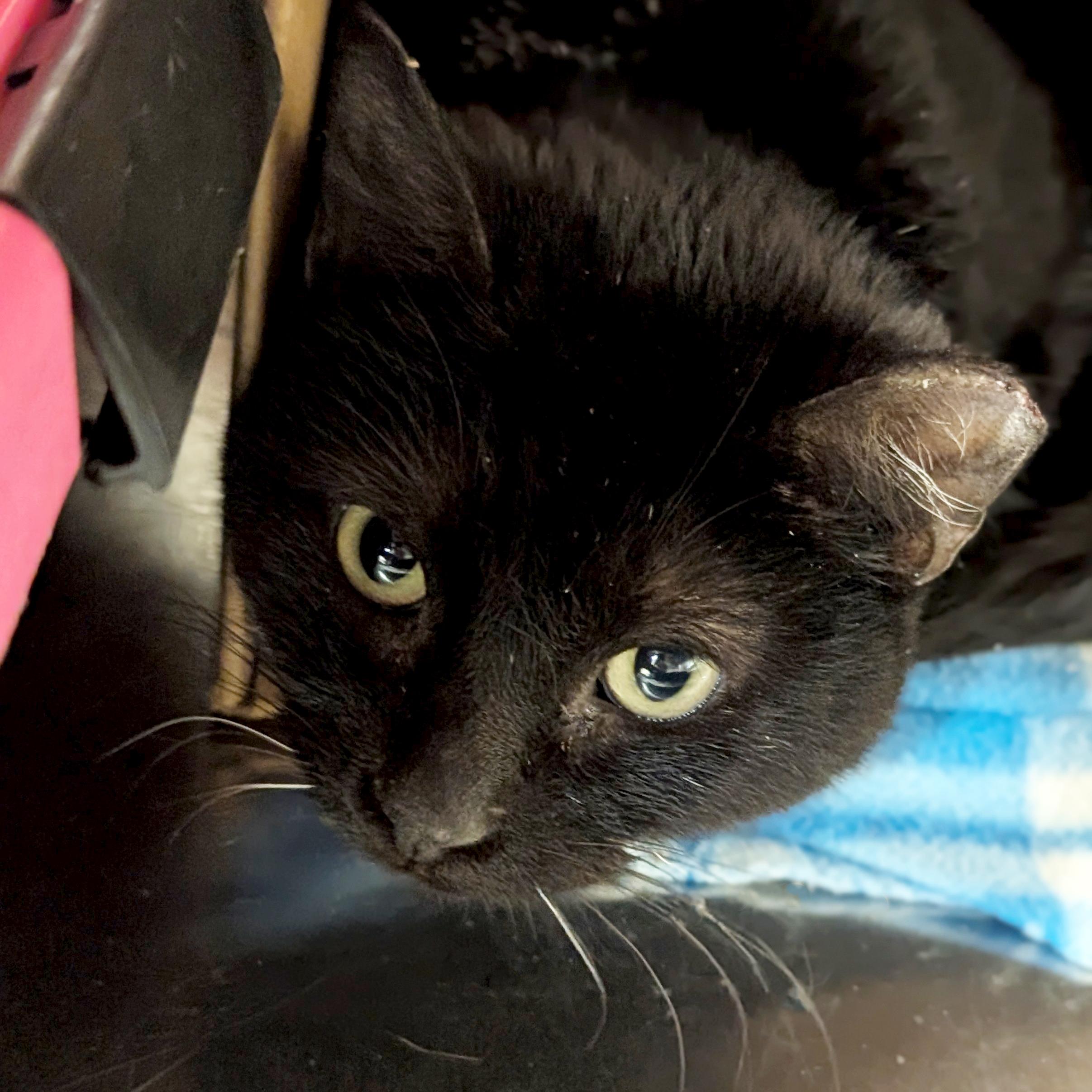 Poppy - Working Cat!, Adoptable, Adult Female Domestic Short Hair.