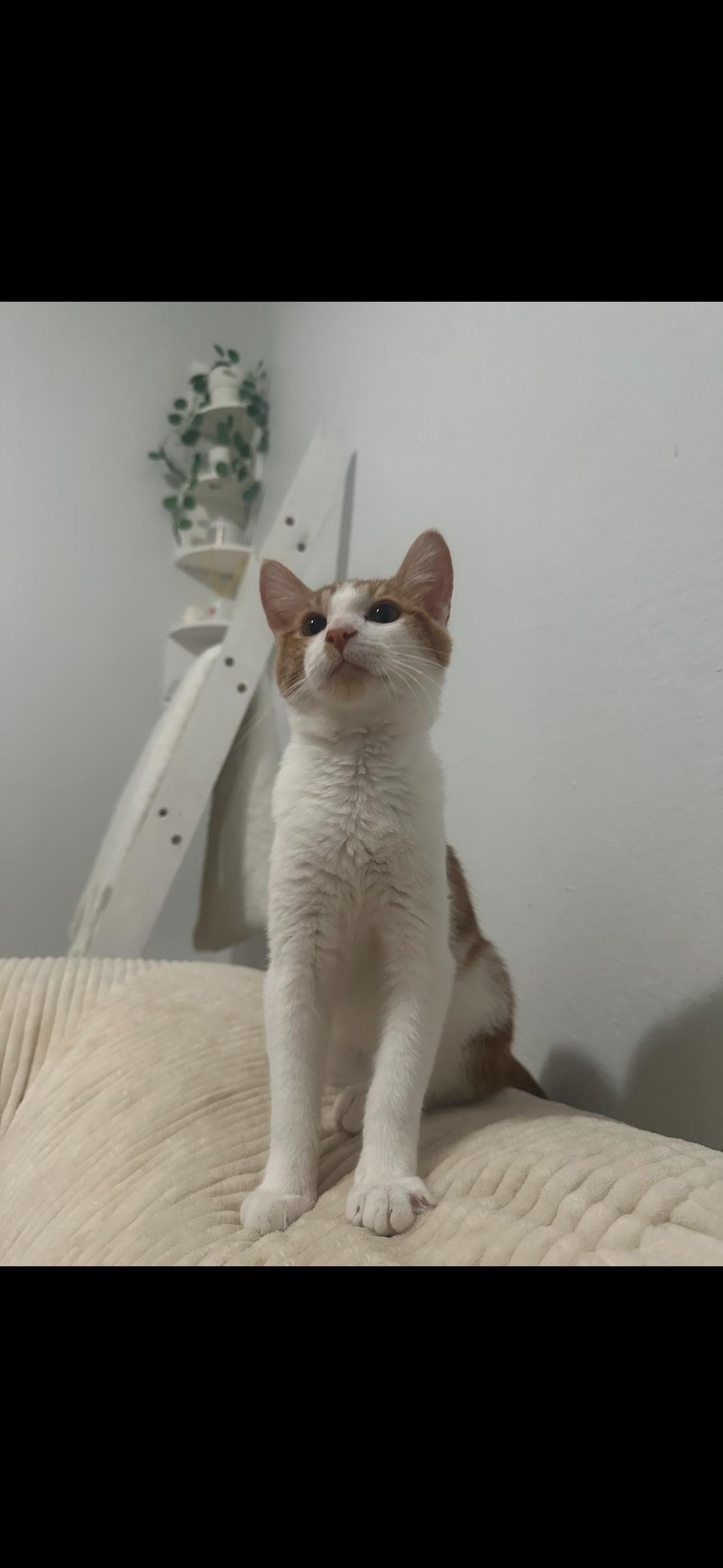 Lee, Adopted, Young Male Domestic Short Hair.