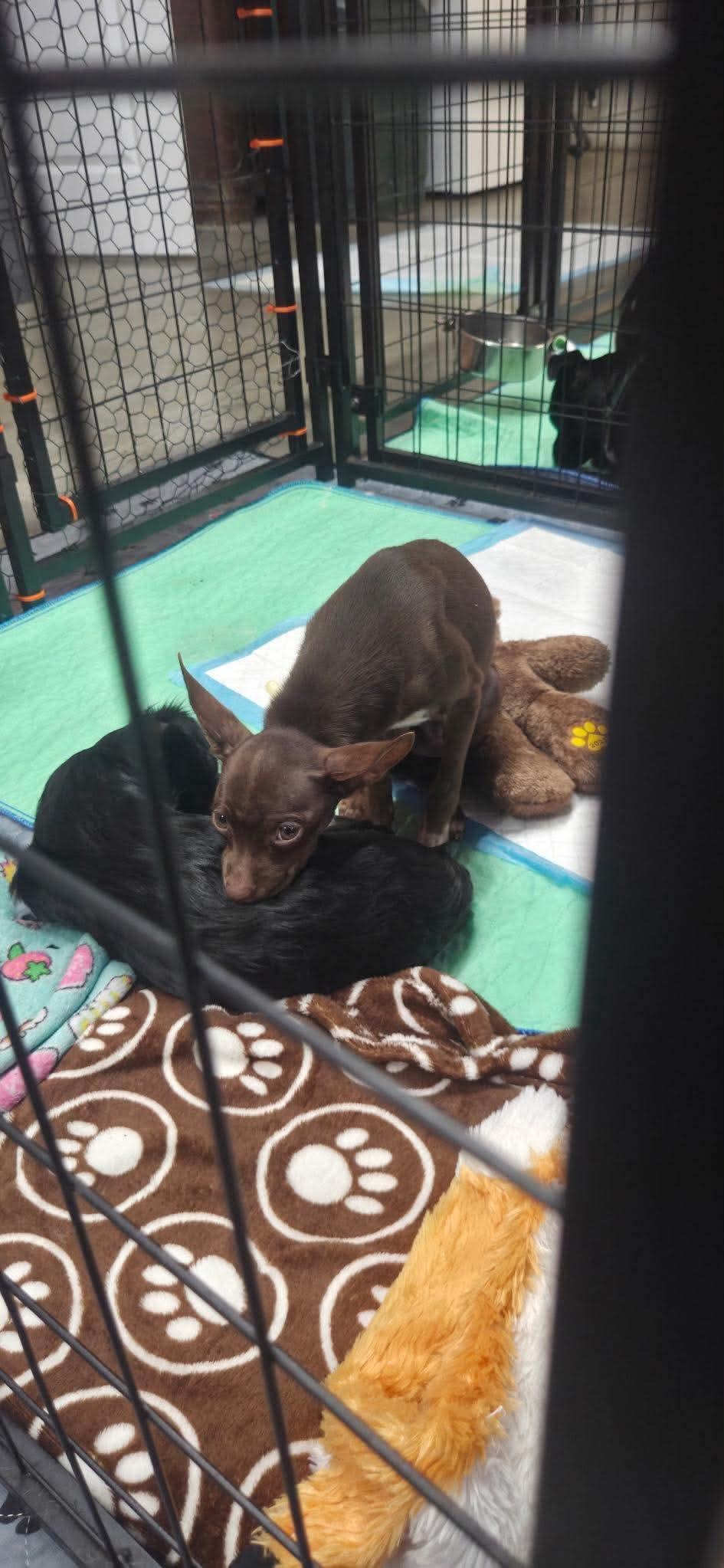 Romeo, Adopted, Young Male Chihuahua.