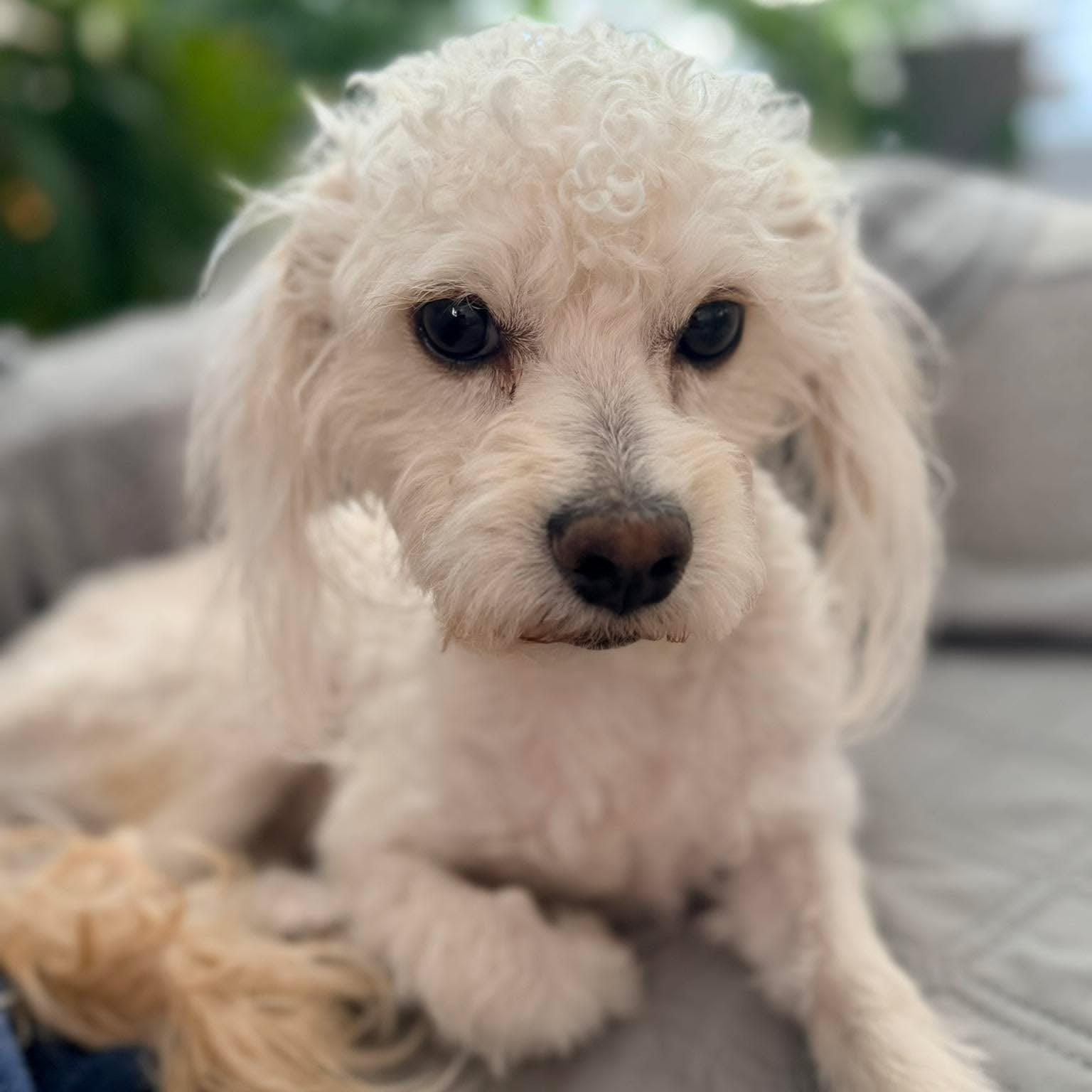 Enlarge Rowan, an adopted Maltese in Homer Glen, IL image 2/6