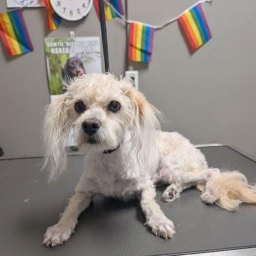 Enlarge Rowan, an adopted Maltese in Homer Glen, IL image 4/6