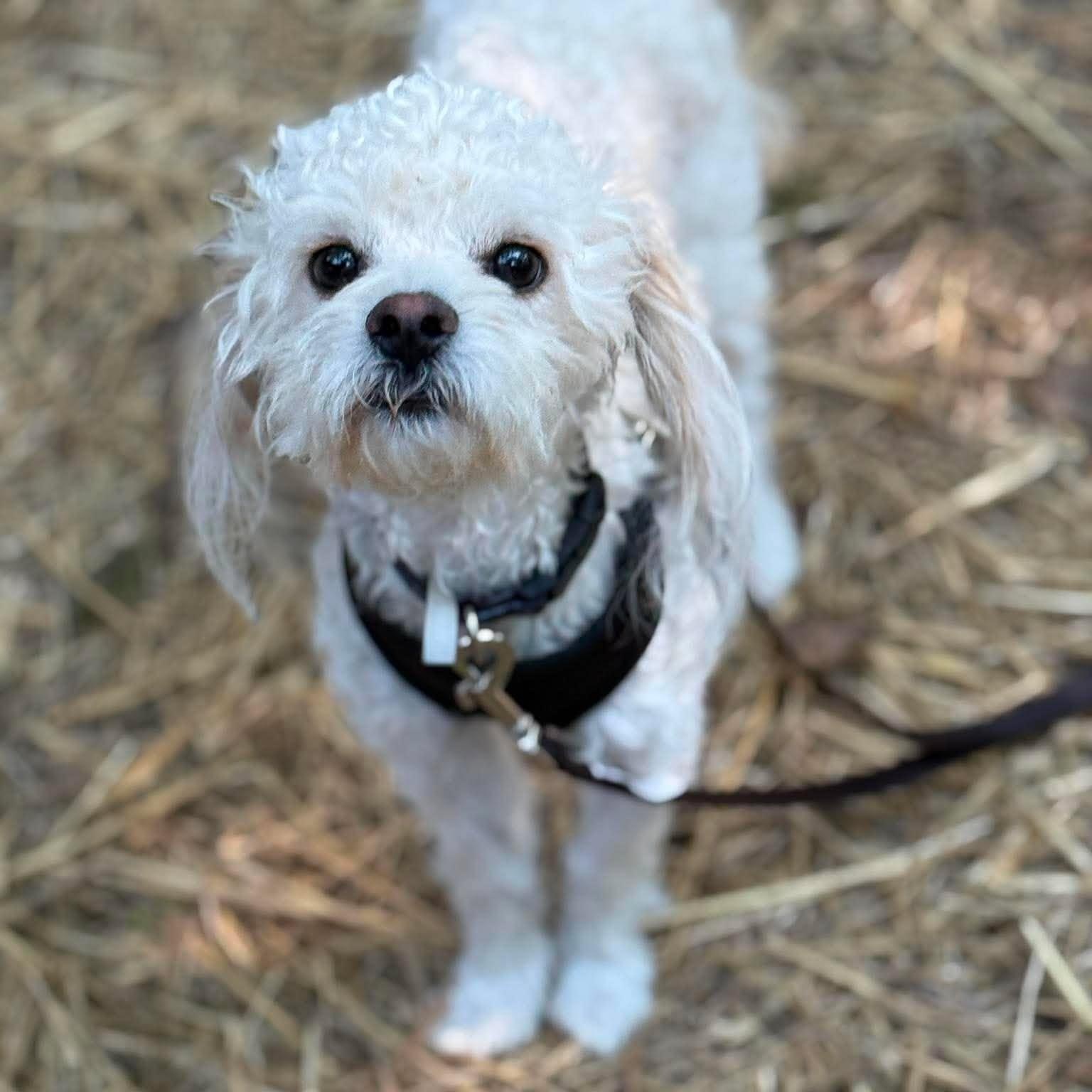 Enlarge Rowan, an adopted Maltese in Homer Glen, IL image 1/6