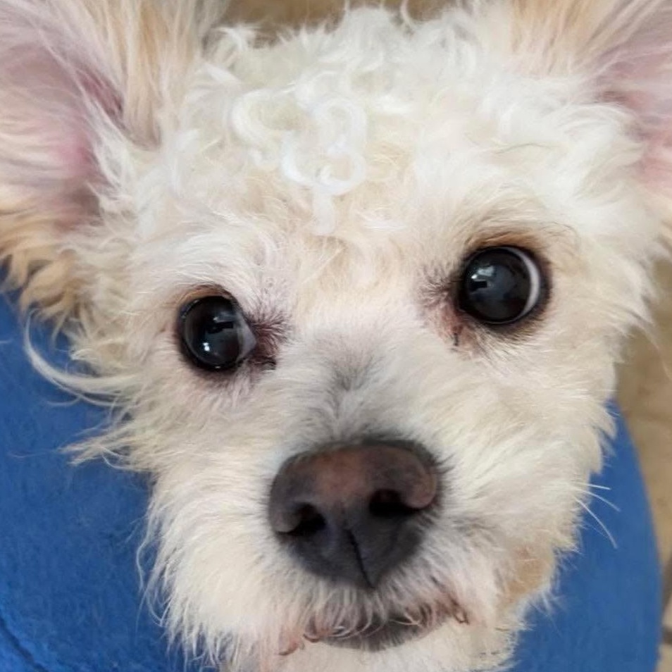 Enlarge Rowan, an adopted Maltese in Homer Glen, IL image 3/6
