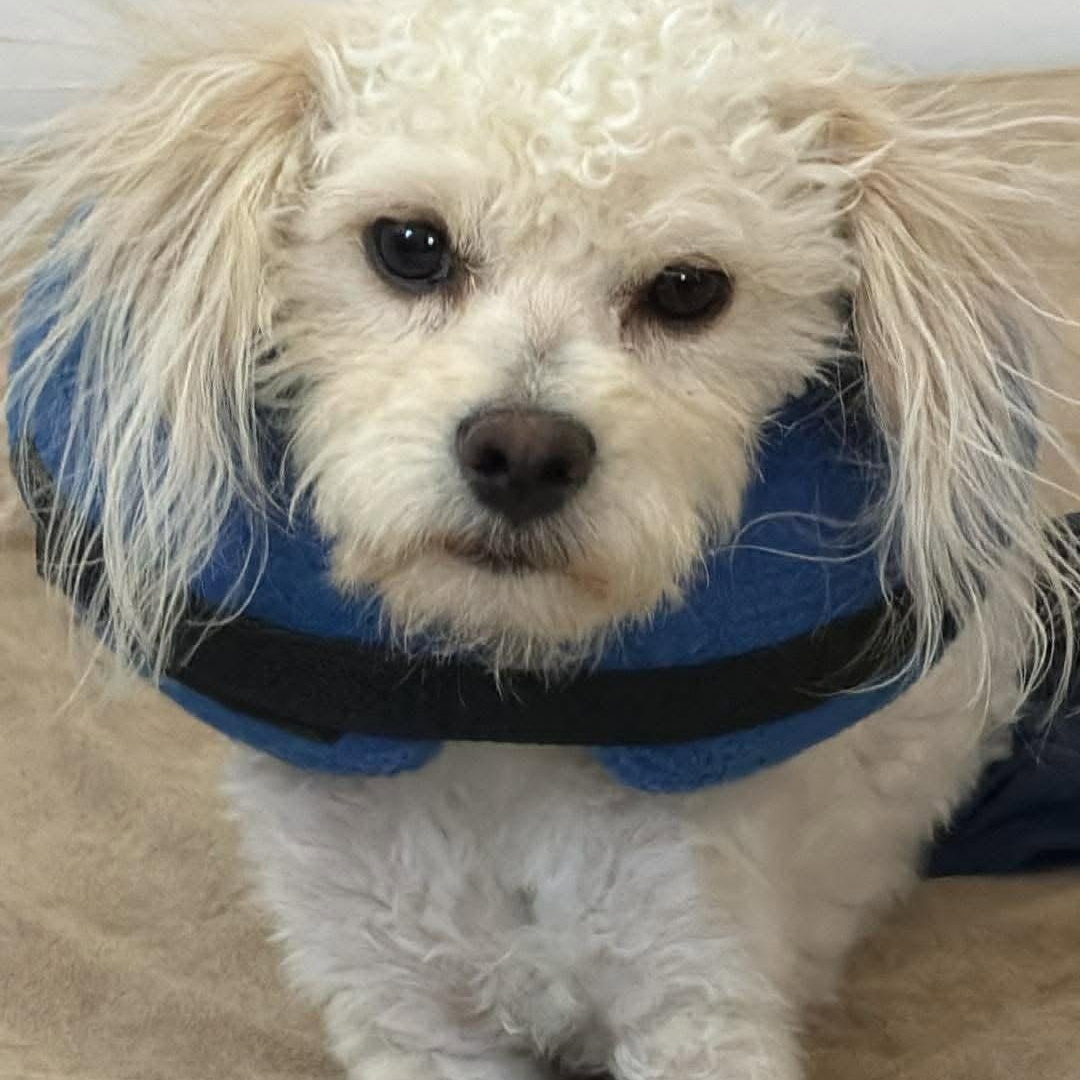 Enlarge Rowan, an adopted Maltese in Homer Glen, IL image 5/6