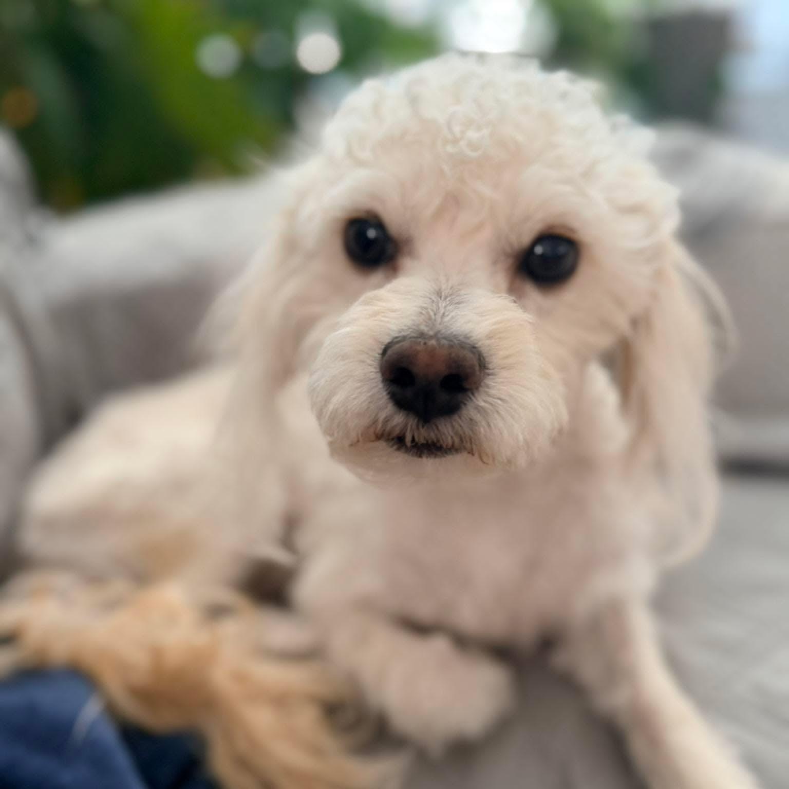 Enlarge Rowan, an adopted Maltese in Homer Glen, IL image 6/6