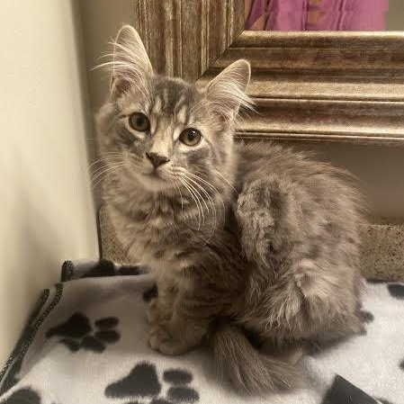 Sterling, adopted, Kitten Male Domestic Long Hair.
