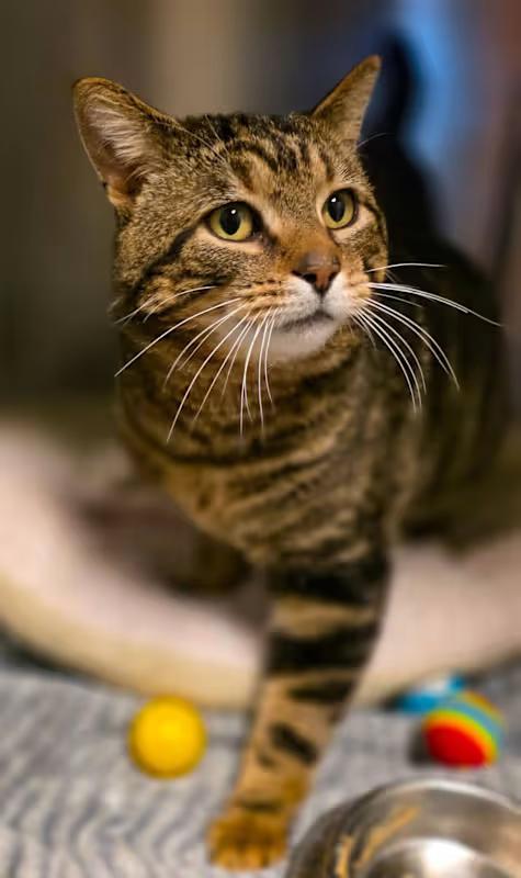 Hugo, a ADOPTABLE Domestic Short Hair in Sterling Heights, MI image 3/6