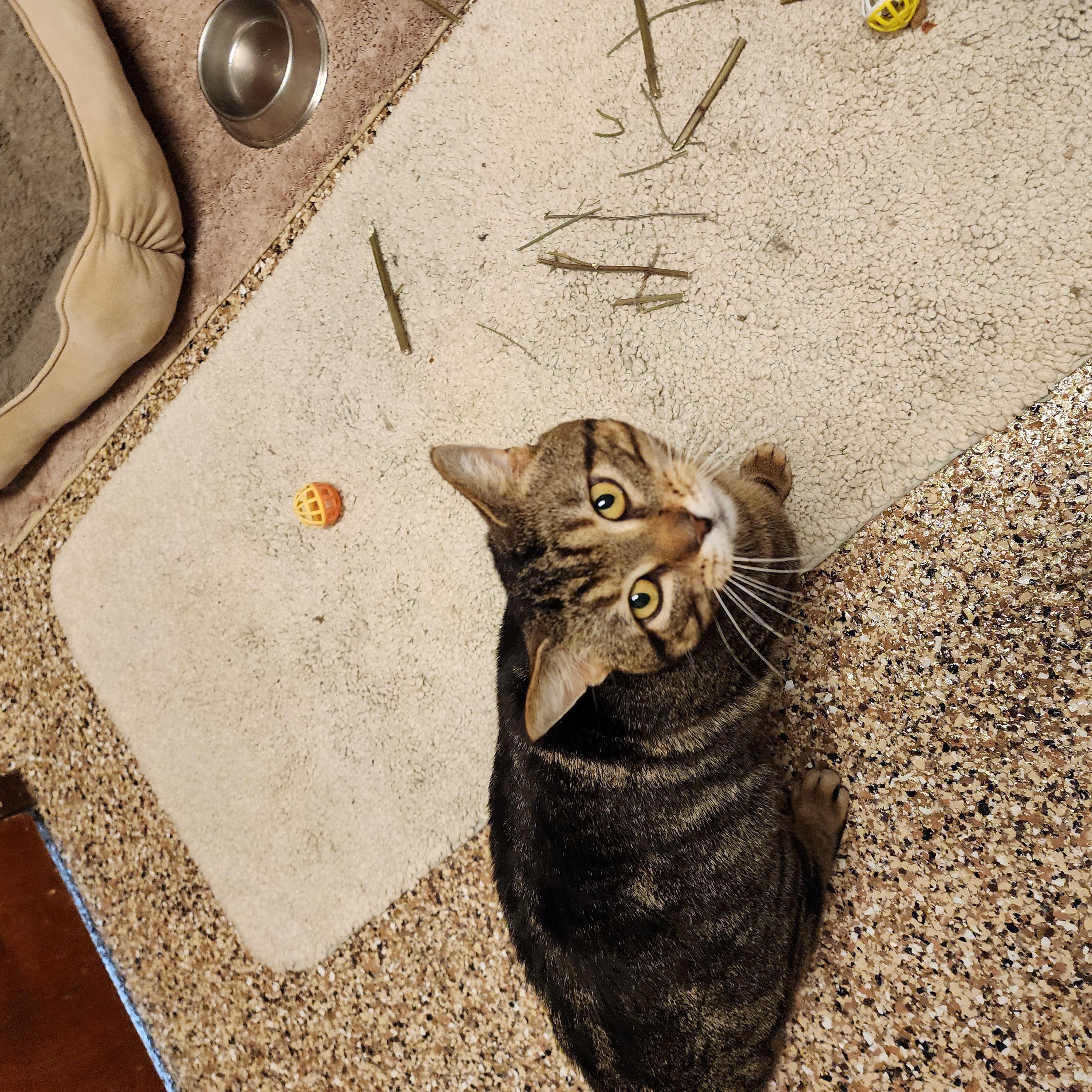 Hugo, a ADOPTABLE Domestic Short Hair in Sterling Heights, MI image 5/6