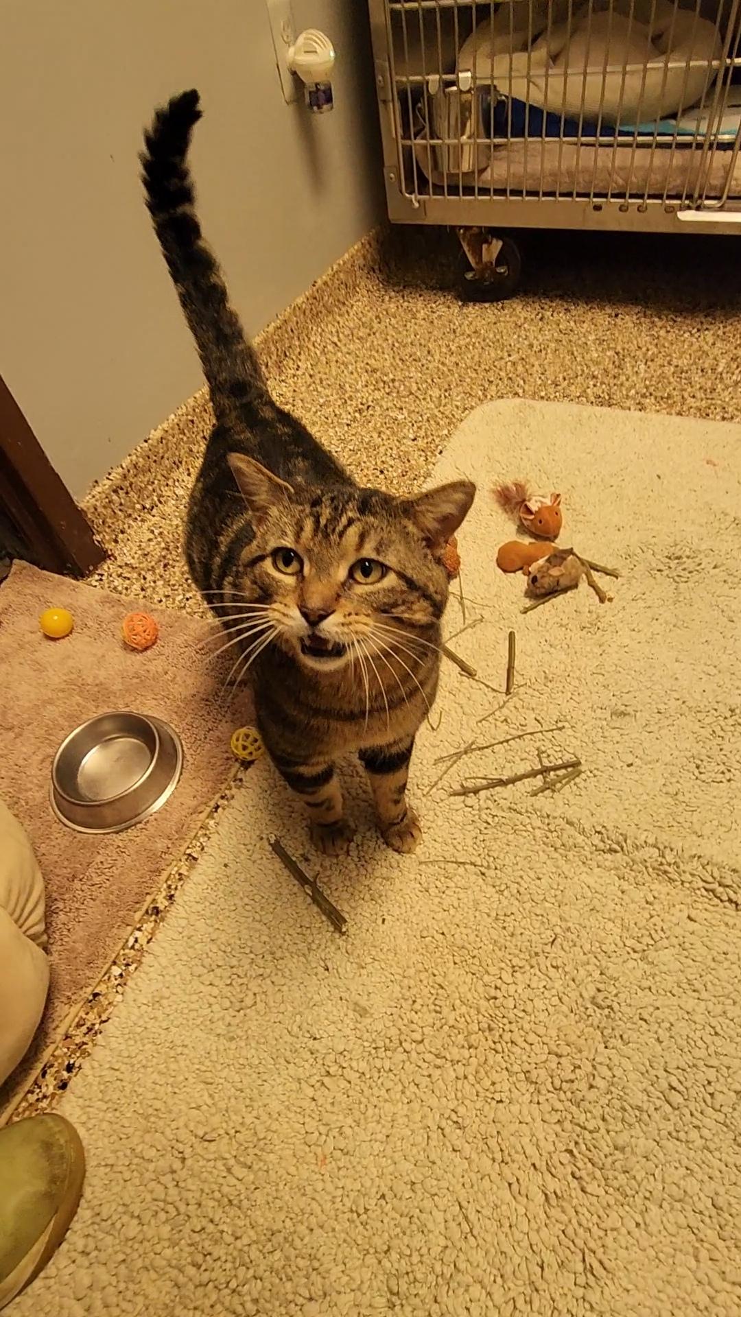 Hugo — thumbnail 3