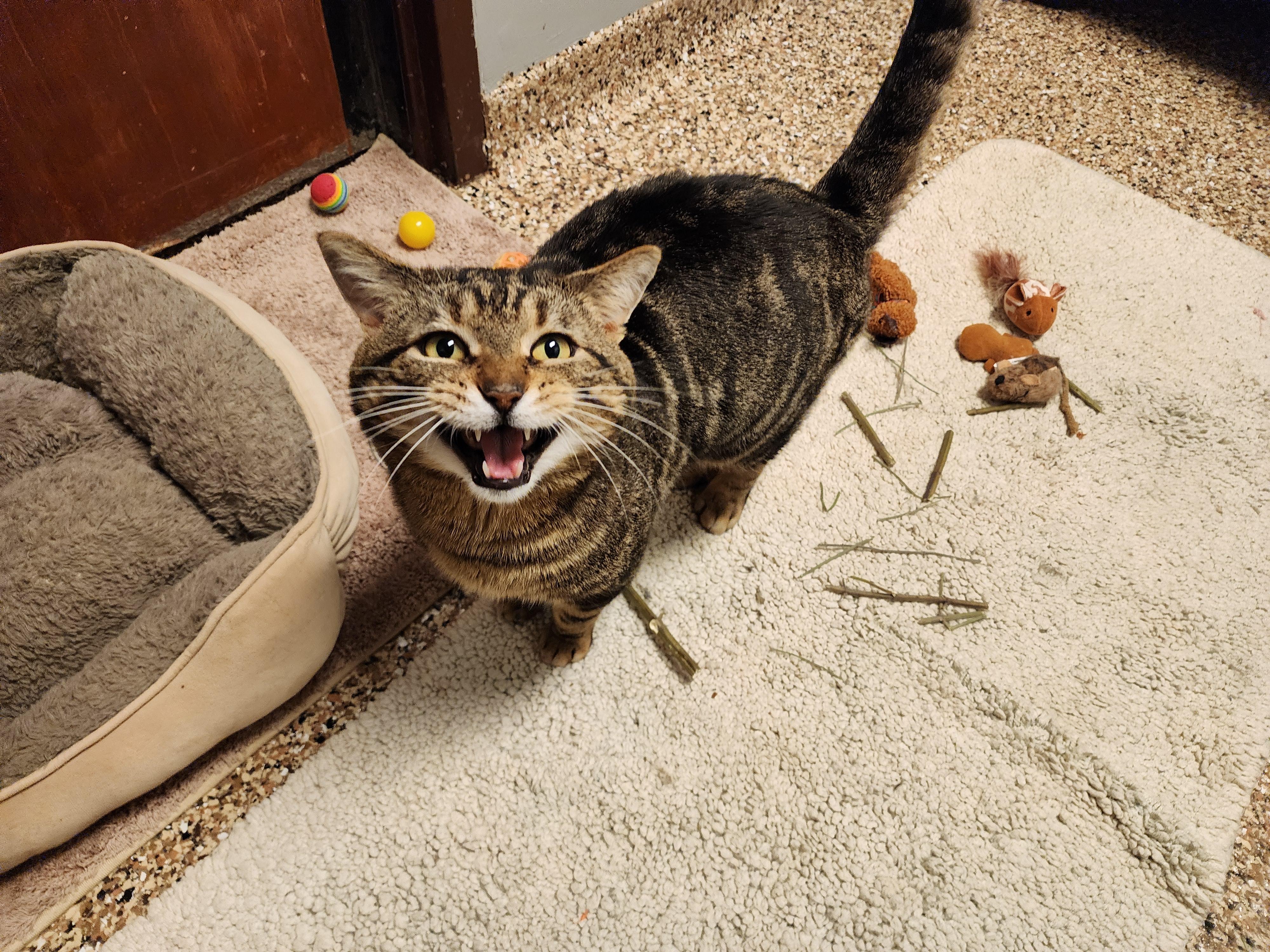 Hugo, a ADOPTABLE Domestic Short Hair in Sterling Heights, MI image 6/6