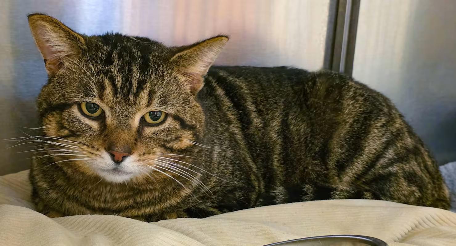 Hugo — thumbnail 6