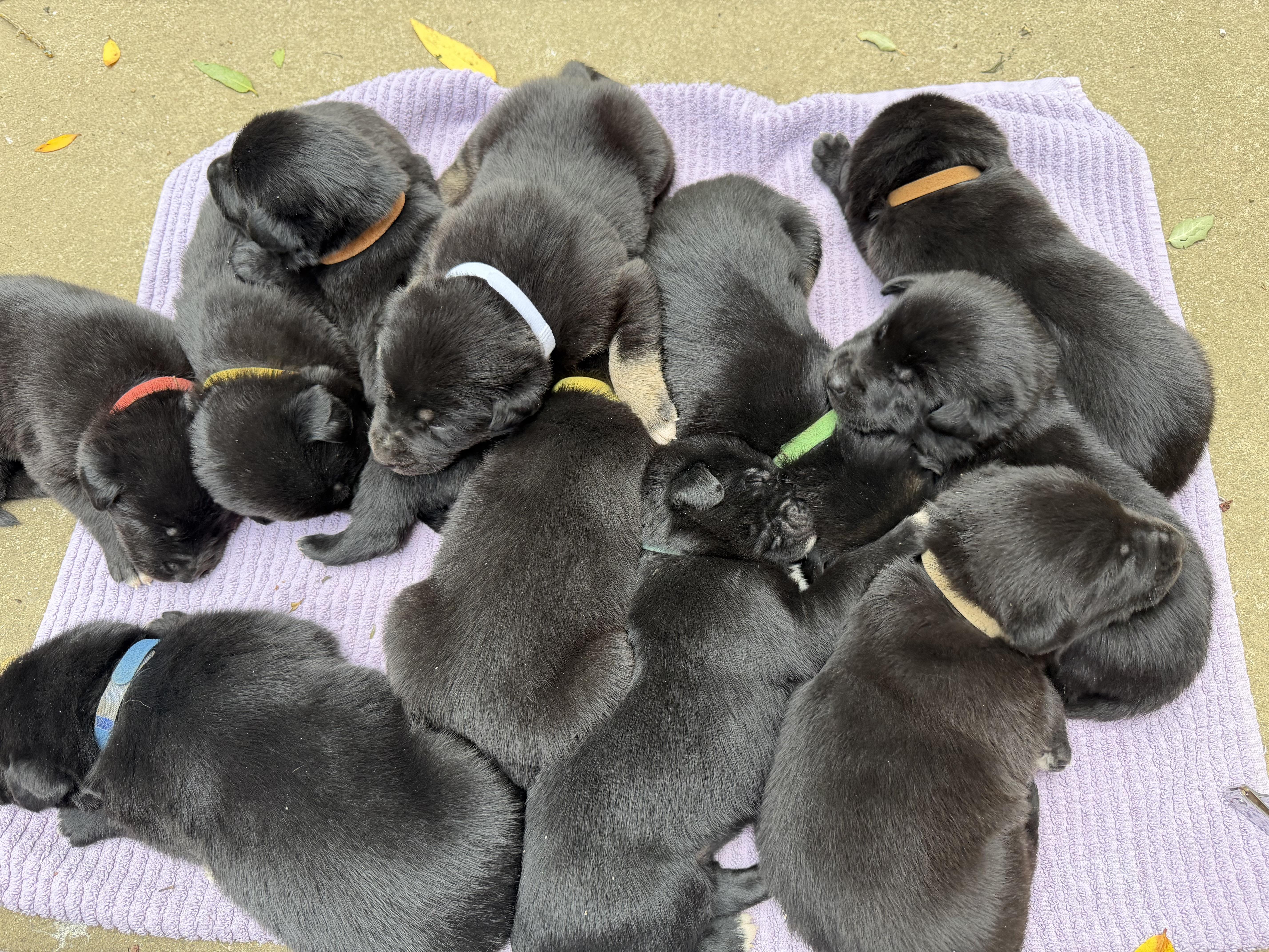 Holly's - 4 male puppies, a Adoptable mixed breed in San Francisco, CA image 2/4