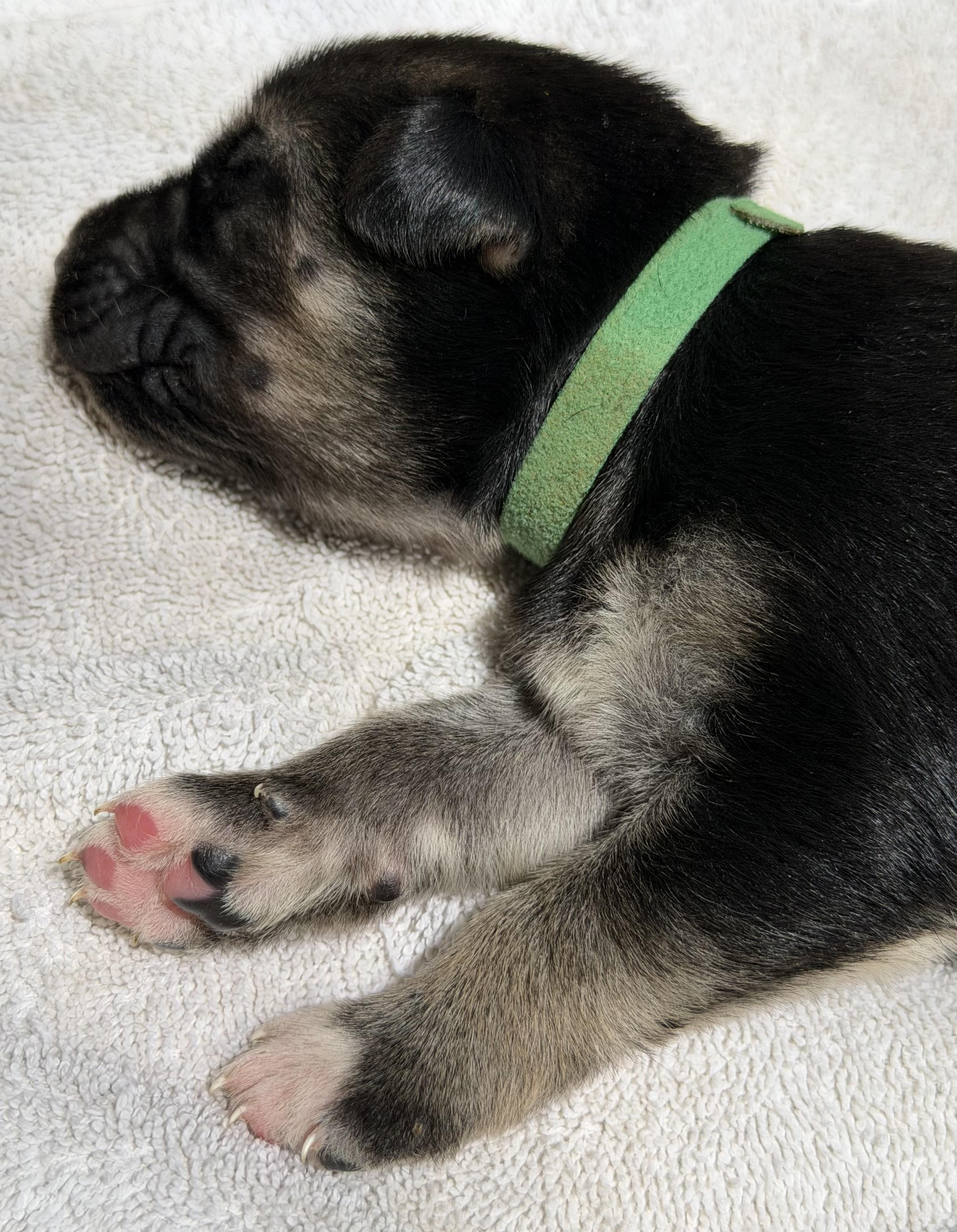 Holly's - 4 male puppies, a Adoptable mixed breed in San Francisco, CA image 4/4