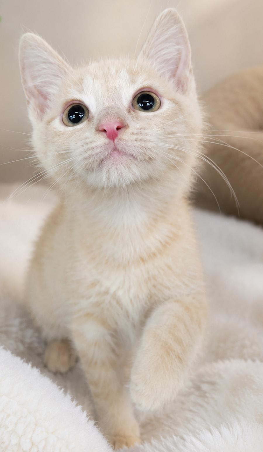 Kitten PJ, a Adopted Domestic Short Hair in Cuyahoga Falls, OH image 2/3