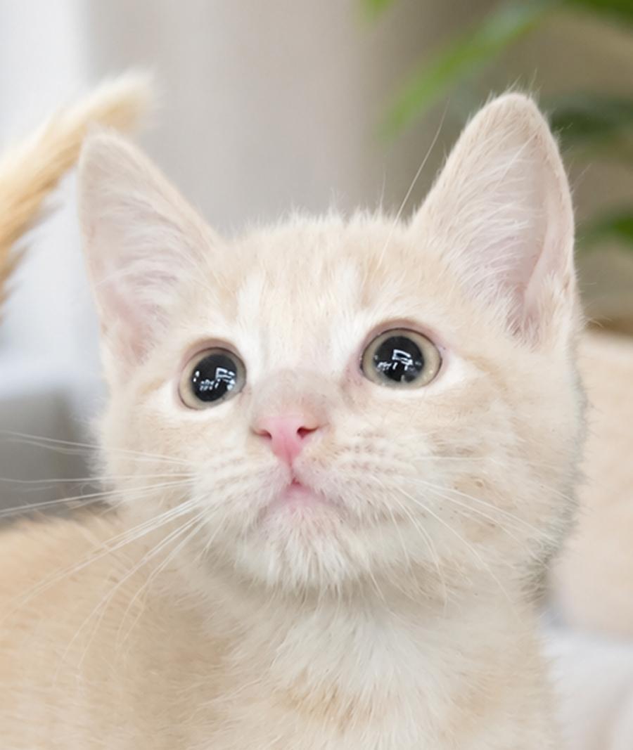 Kitten PJ, a Adopted Domestic Short Hair in Cuyahoga Falls, OH image 3/3