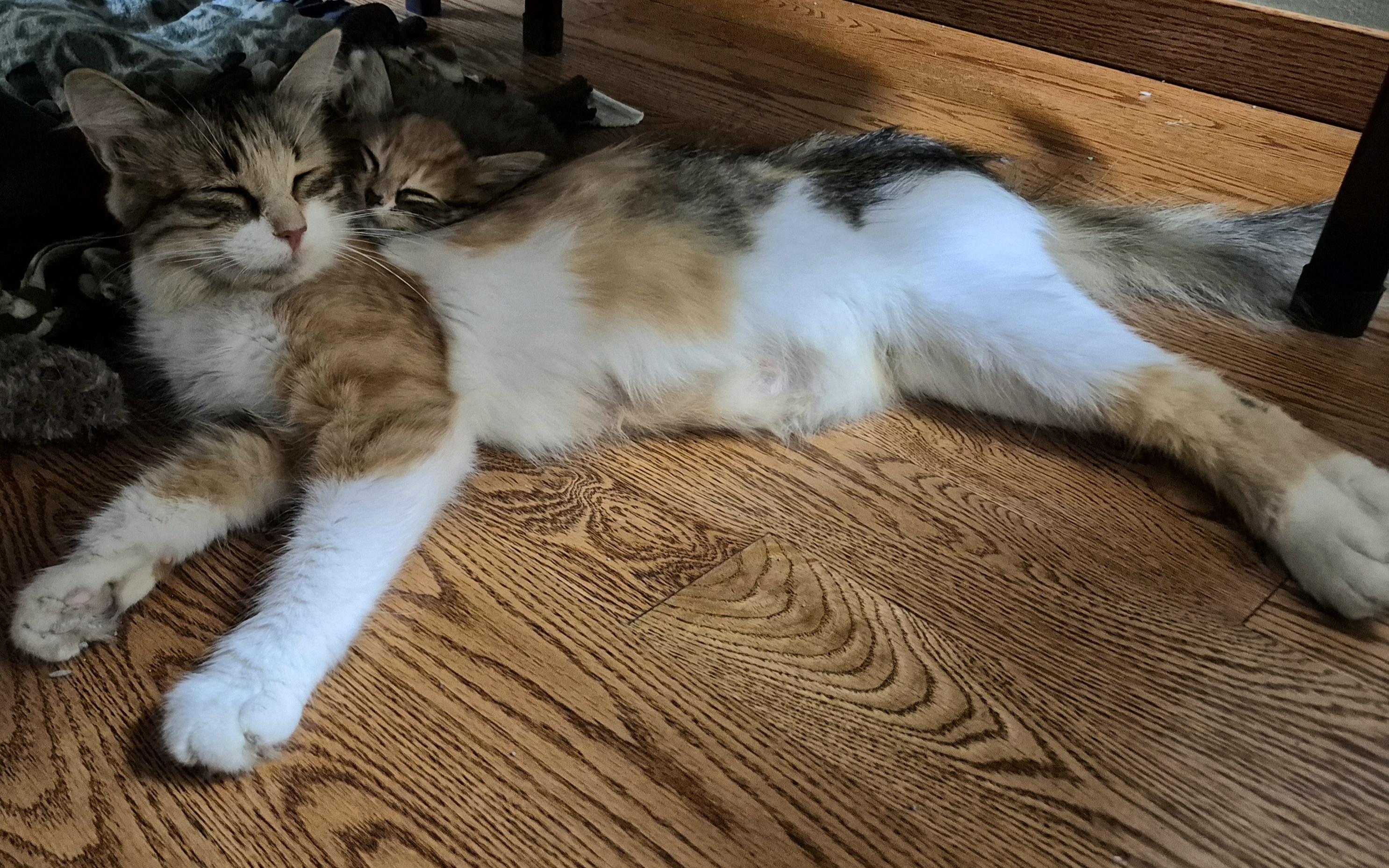 Enlarge Little Girl, a Adoptable Calico in Blaine, MN image 1/2
