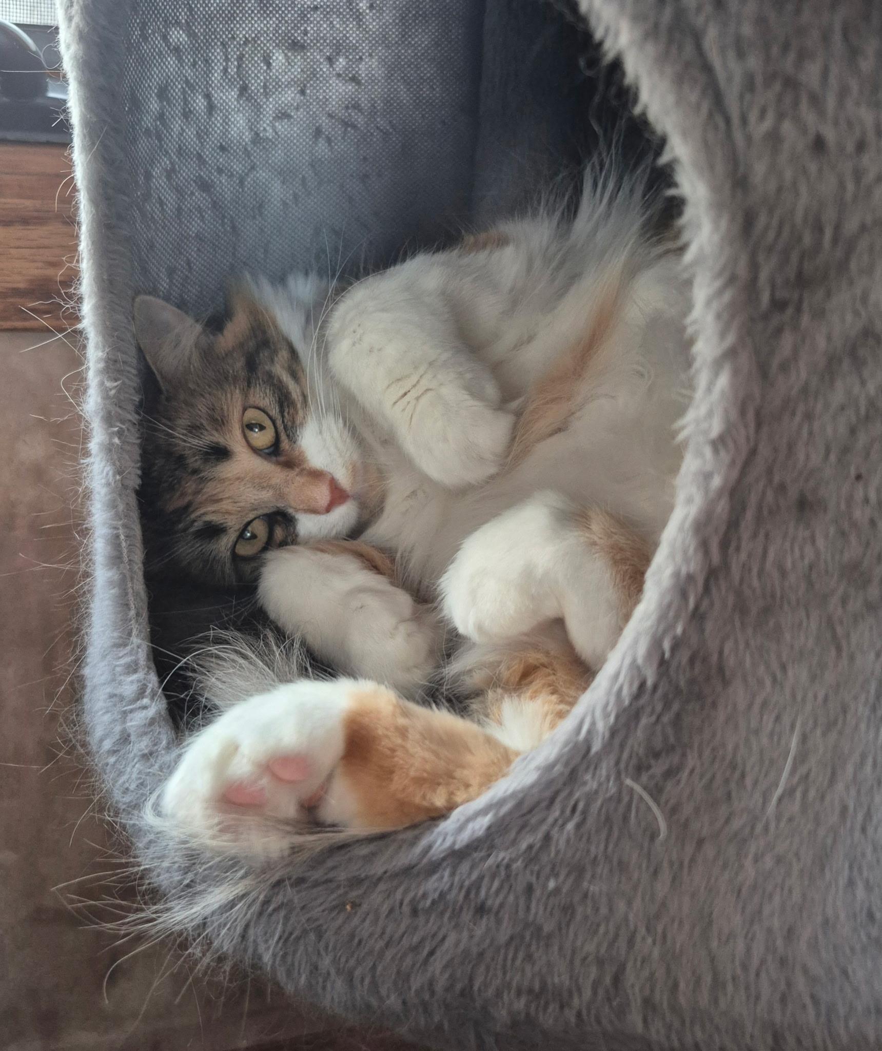 Little Girl, Adoptable, Adult Female Calico.