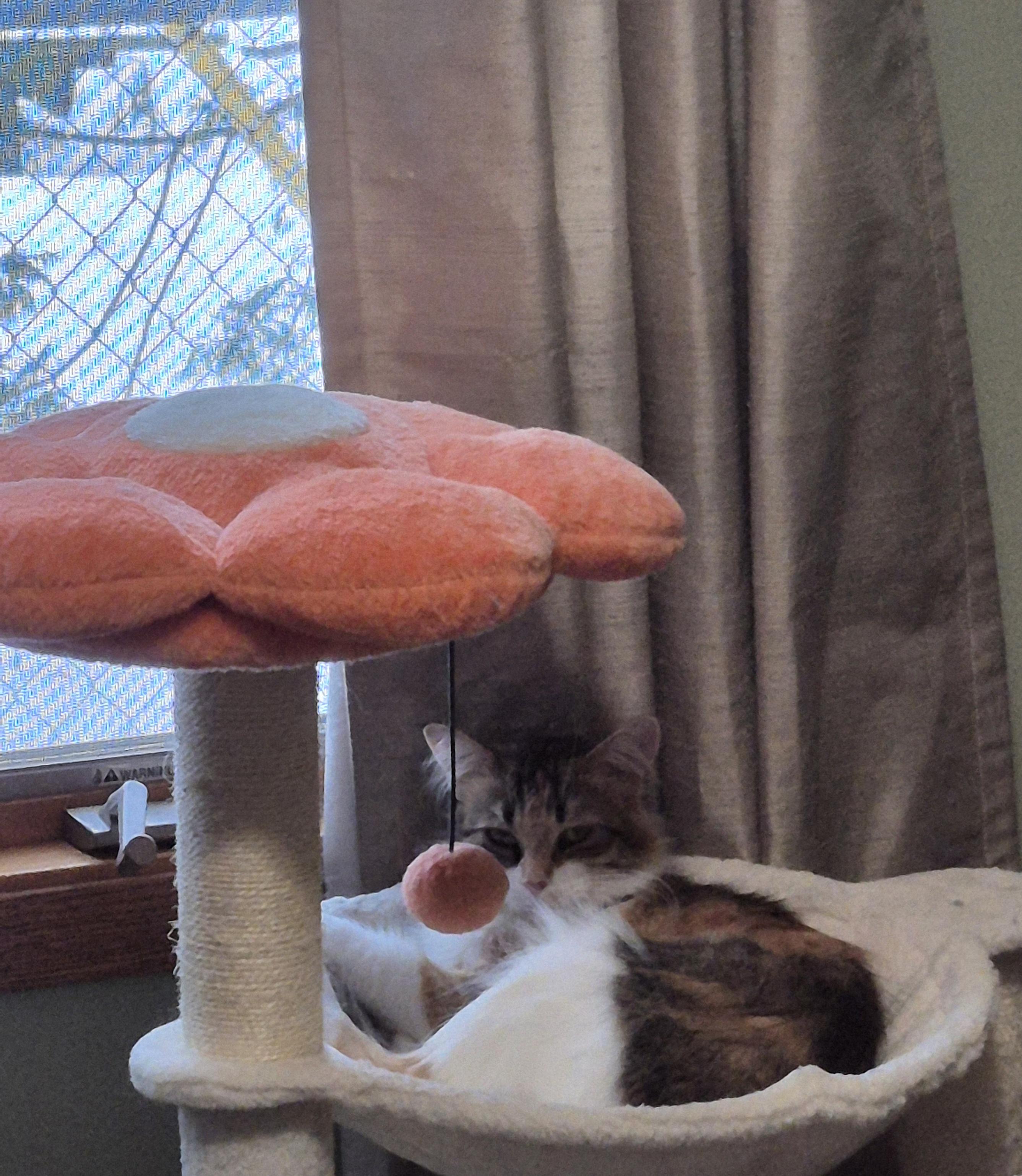 Little Girl, Adoptable, Adult Female Calico.