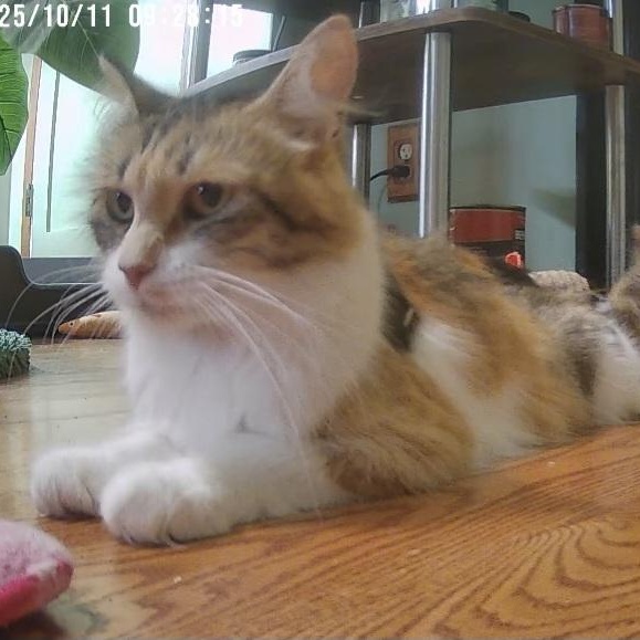 Little Girl, Adoptable, Adult Female Calico.