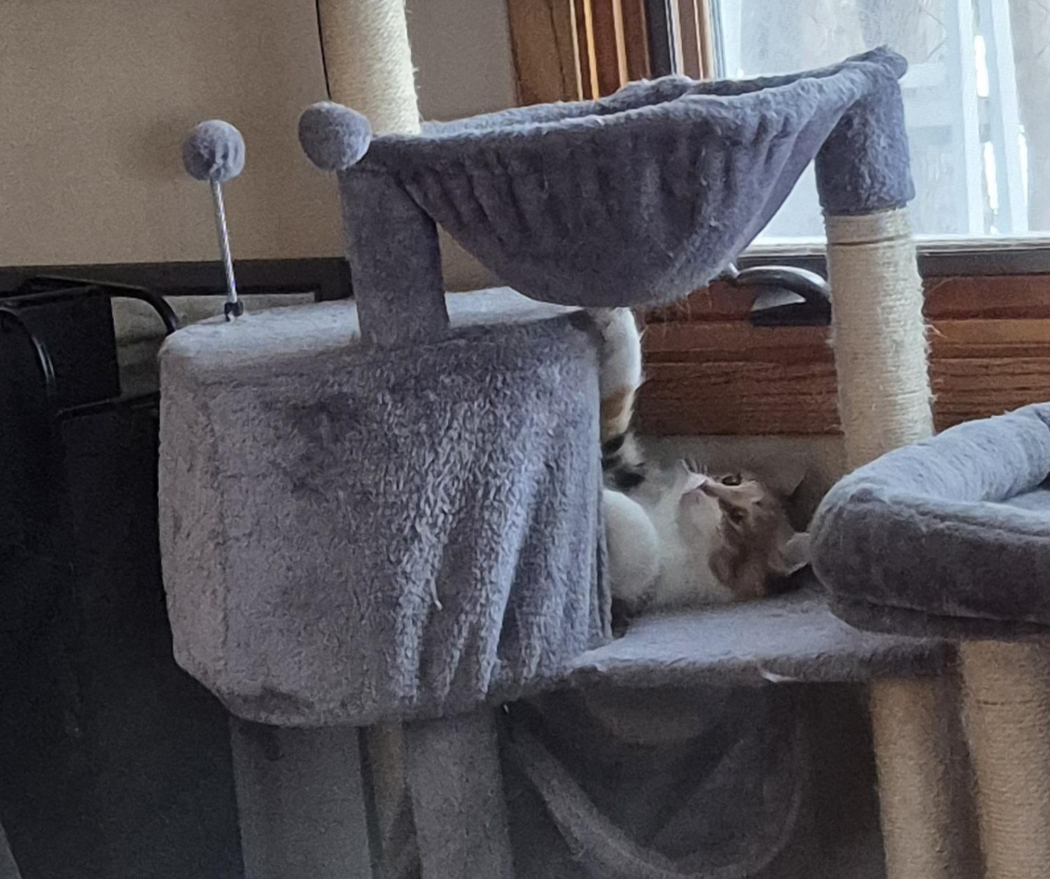 Enlarge Little Girl, a Adoptable Calico in Blaine, MN image 2/2