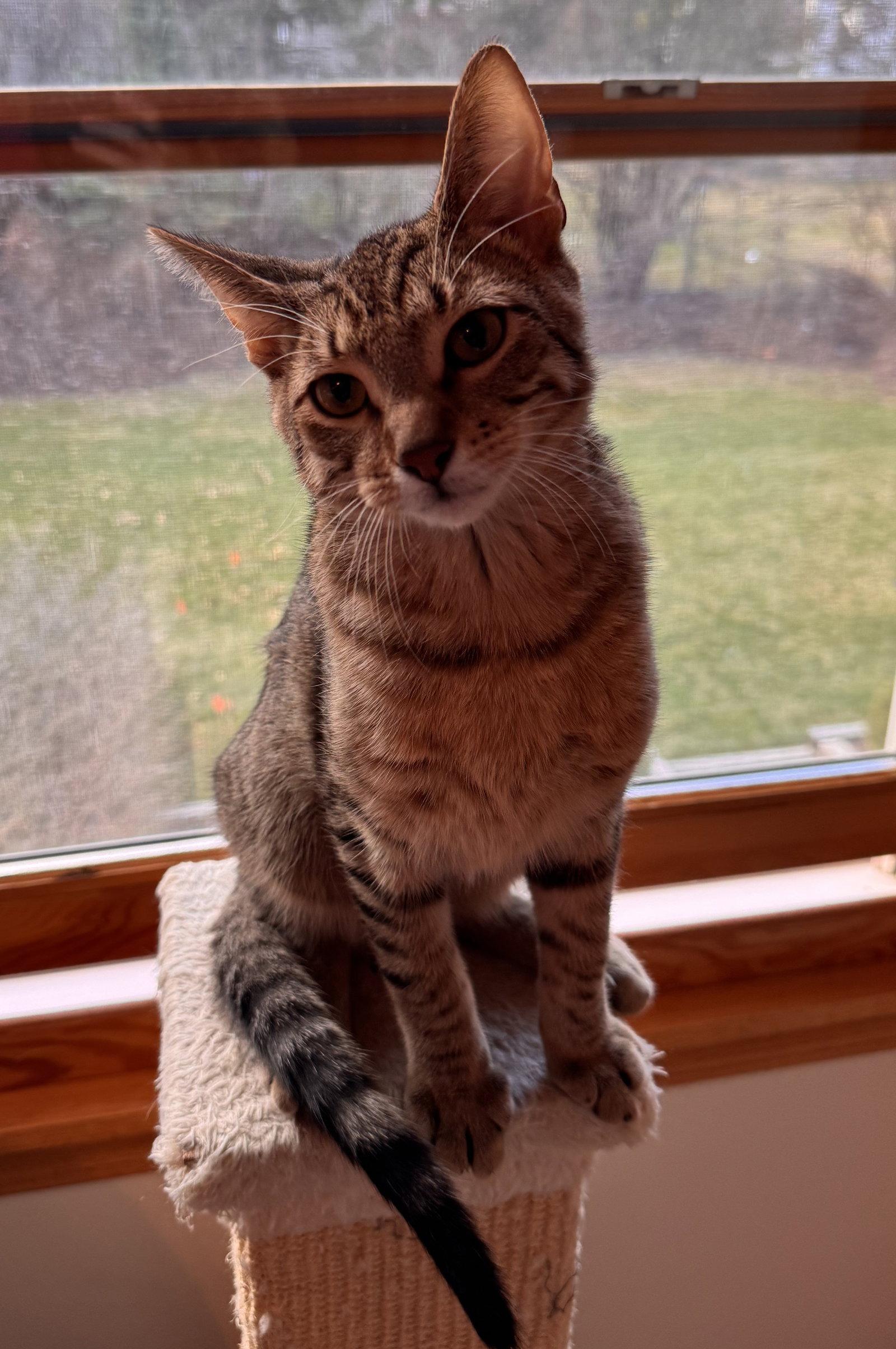 Vega, a Adoptable mixed breed in Island Lake, IL image 1/3