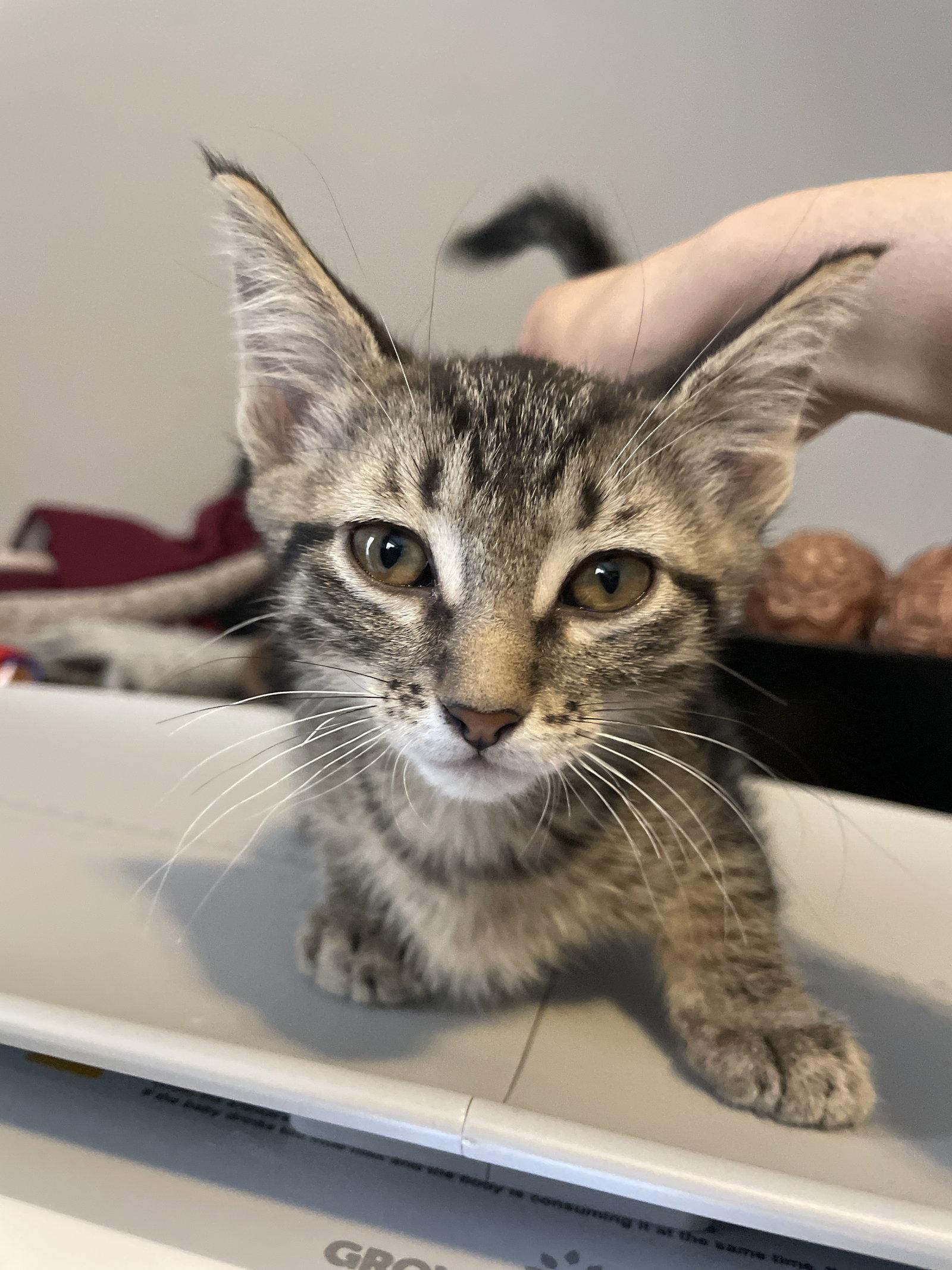 Vega, a Adoptable mixed breed in Island Lake, IL image 2/3