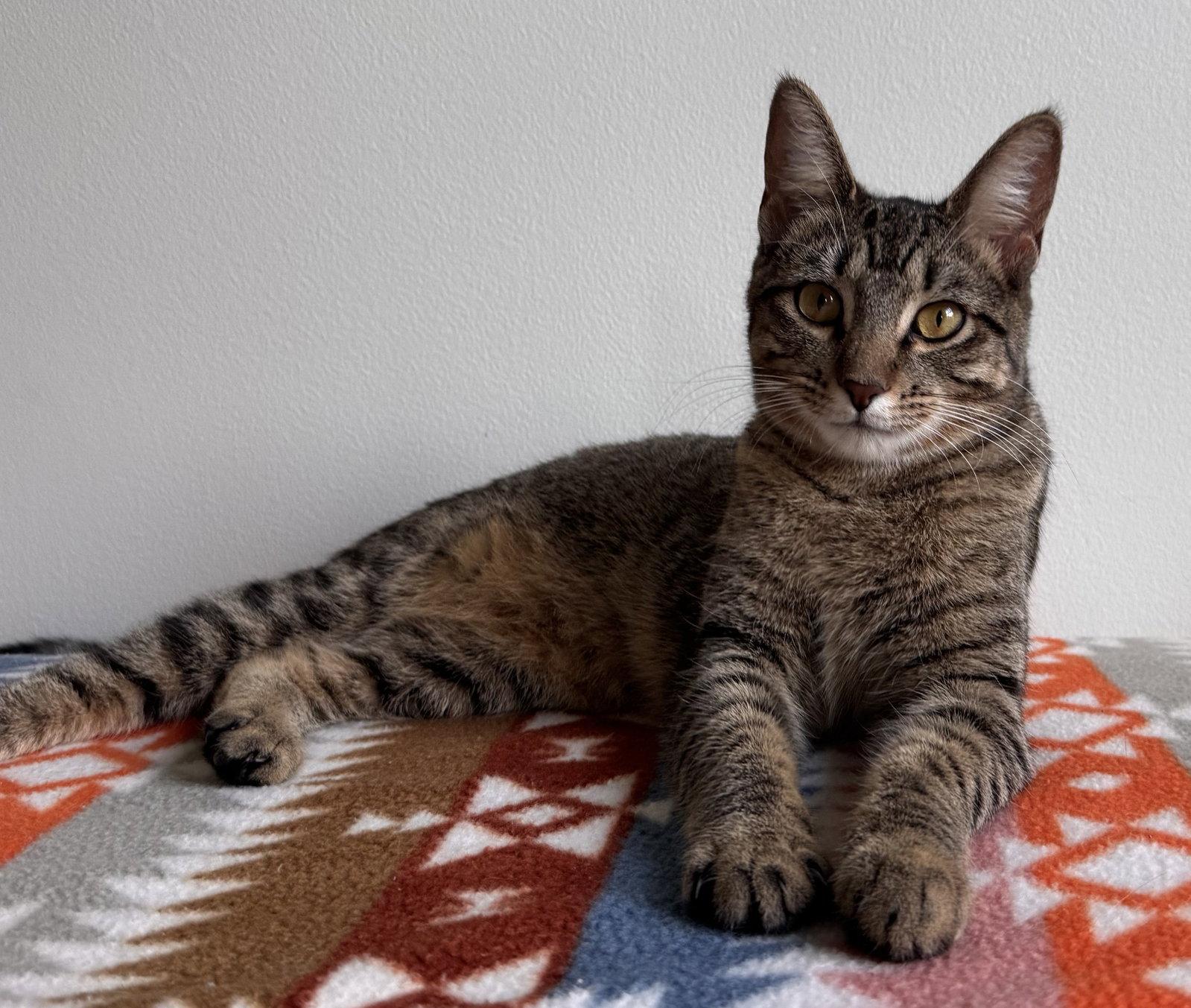 Enlarge Vega, a Adoptable mixed breed in Island Lake, IL image 2/3