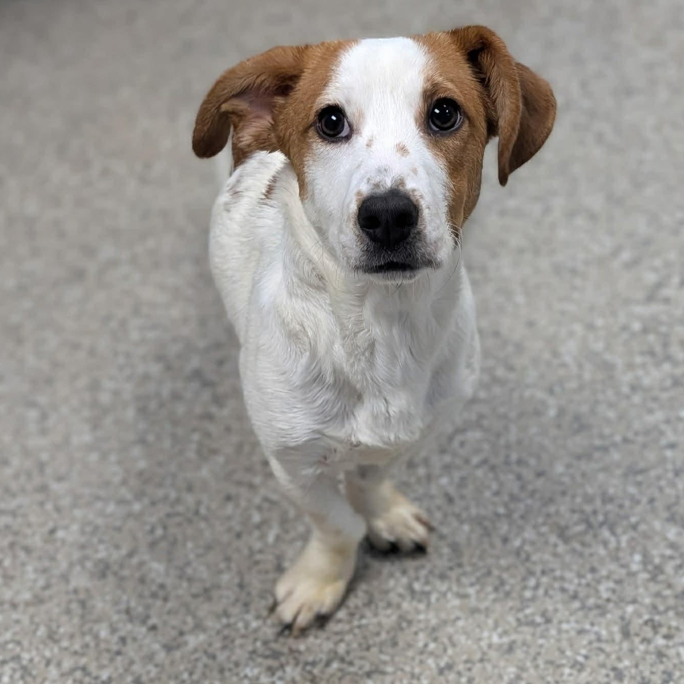 Enlarge Finn, an adopted mixed breed in Simsbury, CT image 2/4