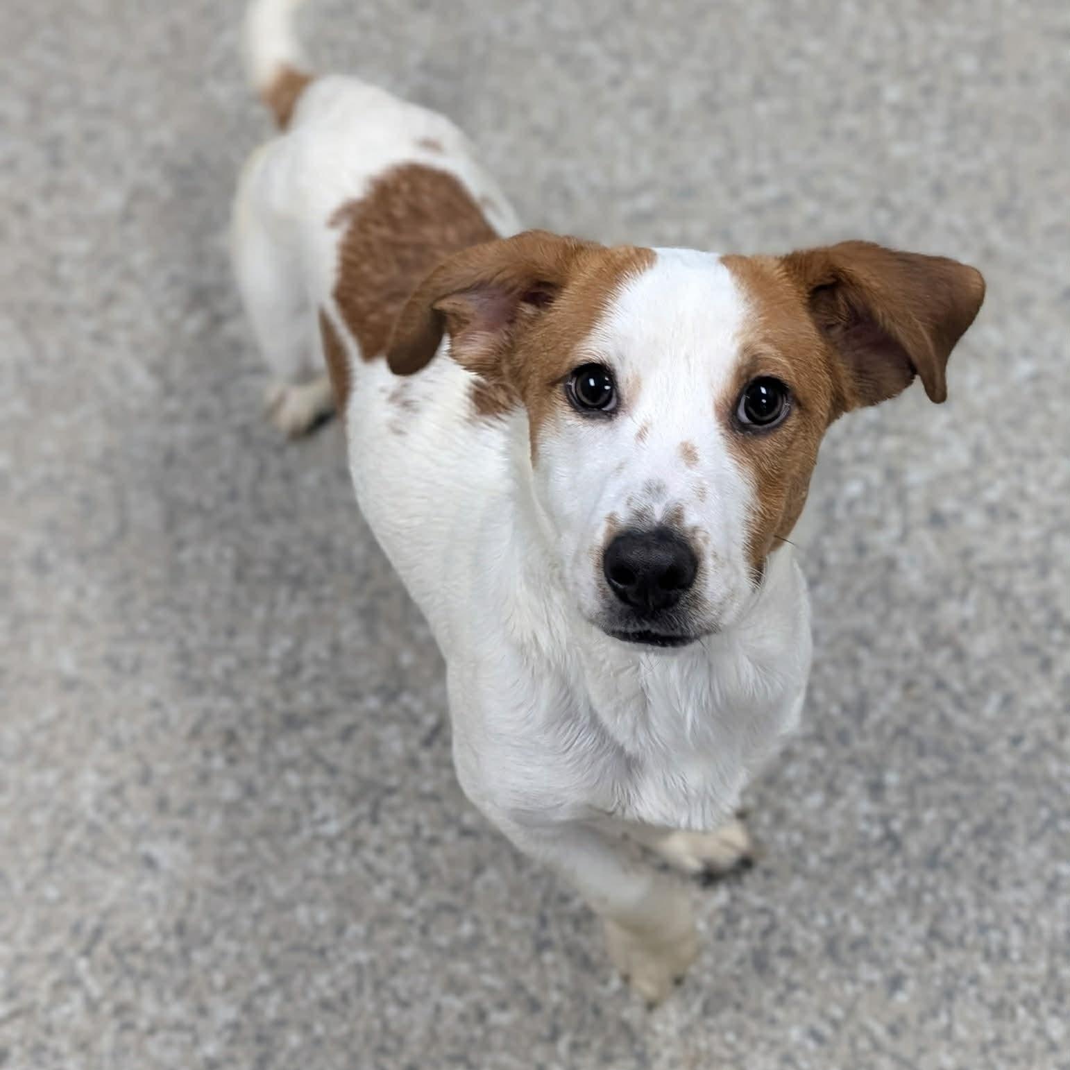 Enlarge Finn, an adopted mixed breed in Simsbury, CT image 3/4