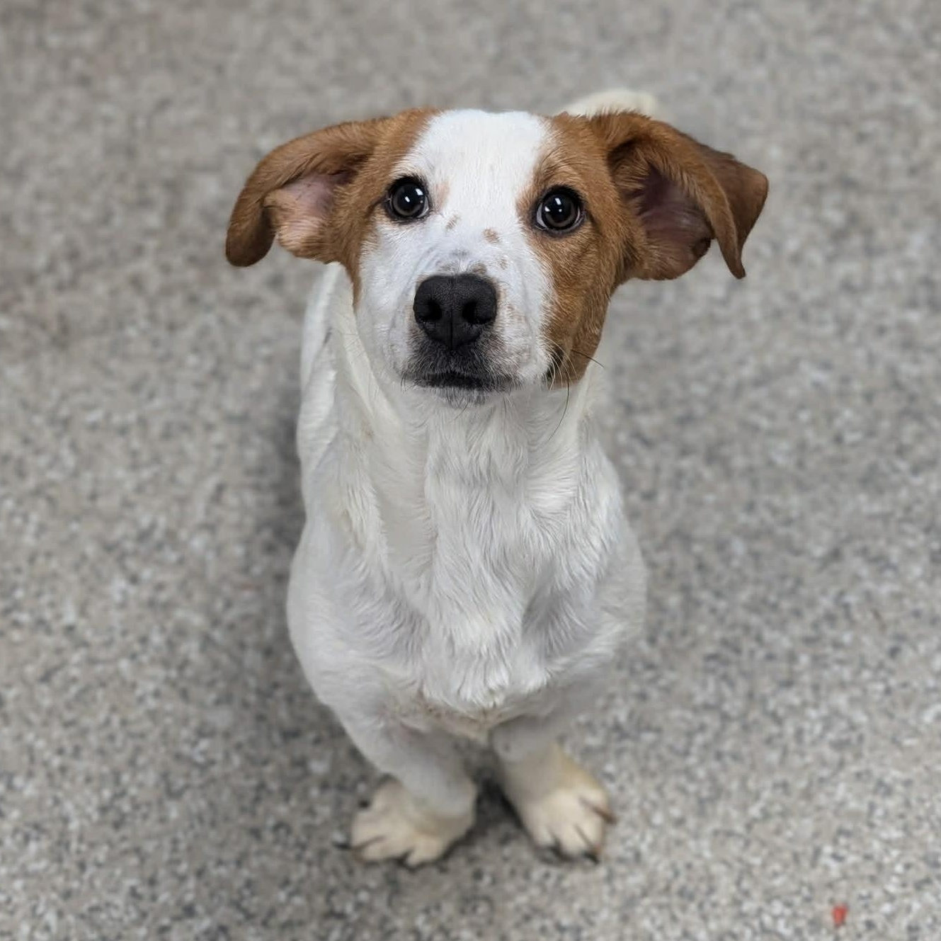 Enlarge Finn, an adopted mixed breed in Simsbury, CT image 1/4