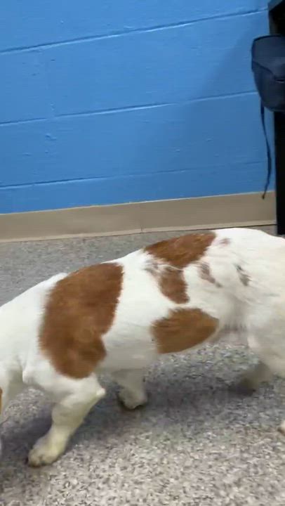 Enlarge Finn, an adopted mixed breed in Simsbury, CT video 4/4