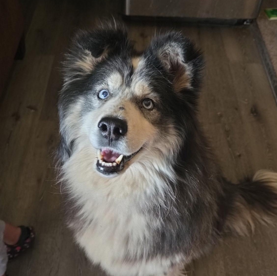 Ella, Adoptable, Adult Female Husky.