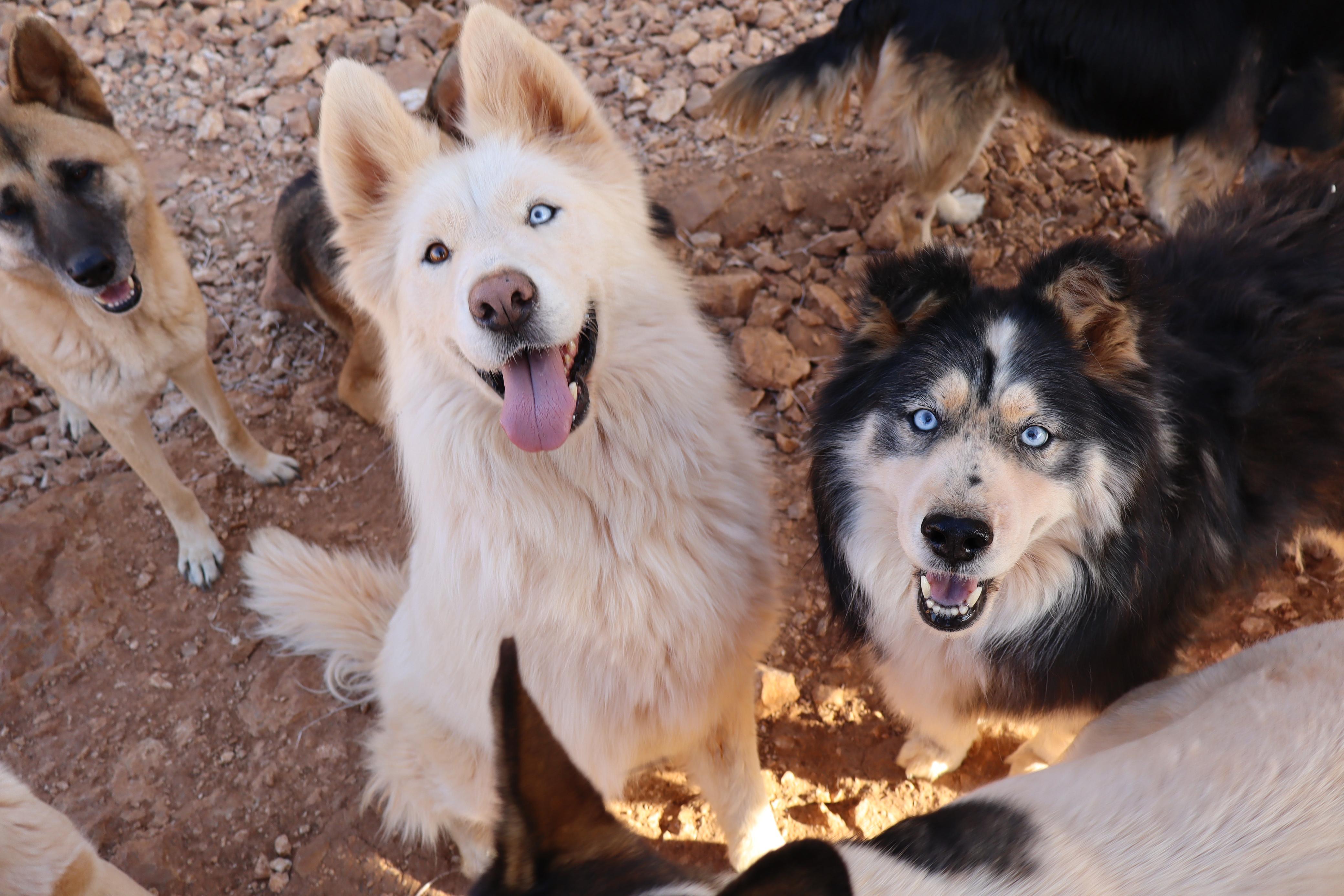 Enlarge Ella, a Adoptable Husky in Vancouver, BC image 3/5