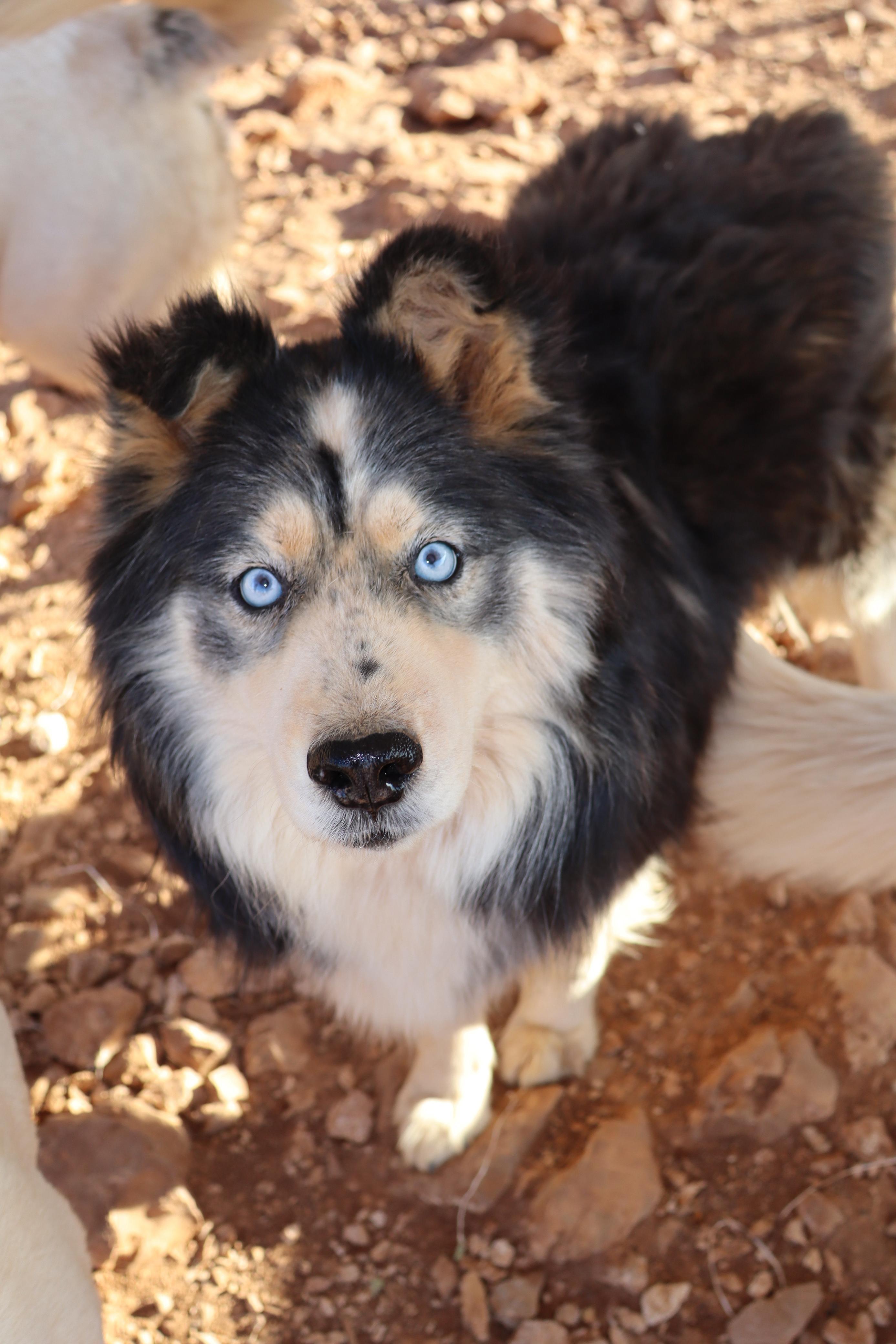 Enlarge Ella, a Adoptable Husky in Vancouver, BC image 2/5