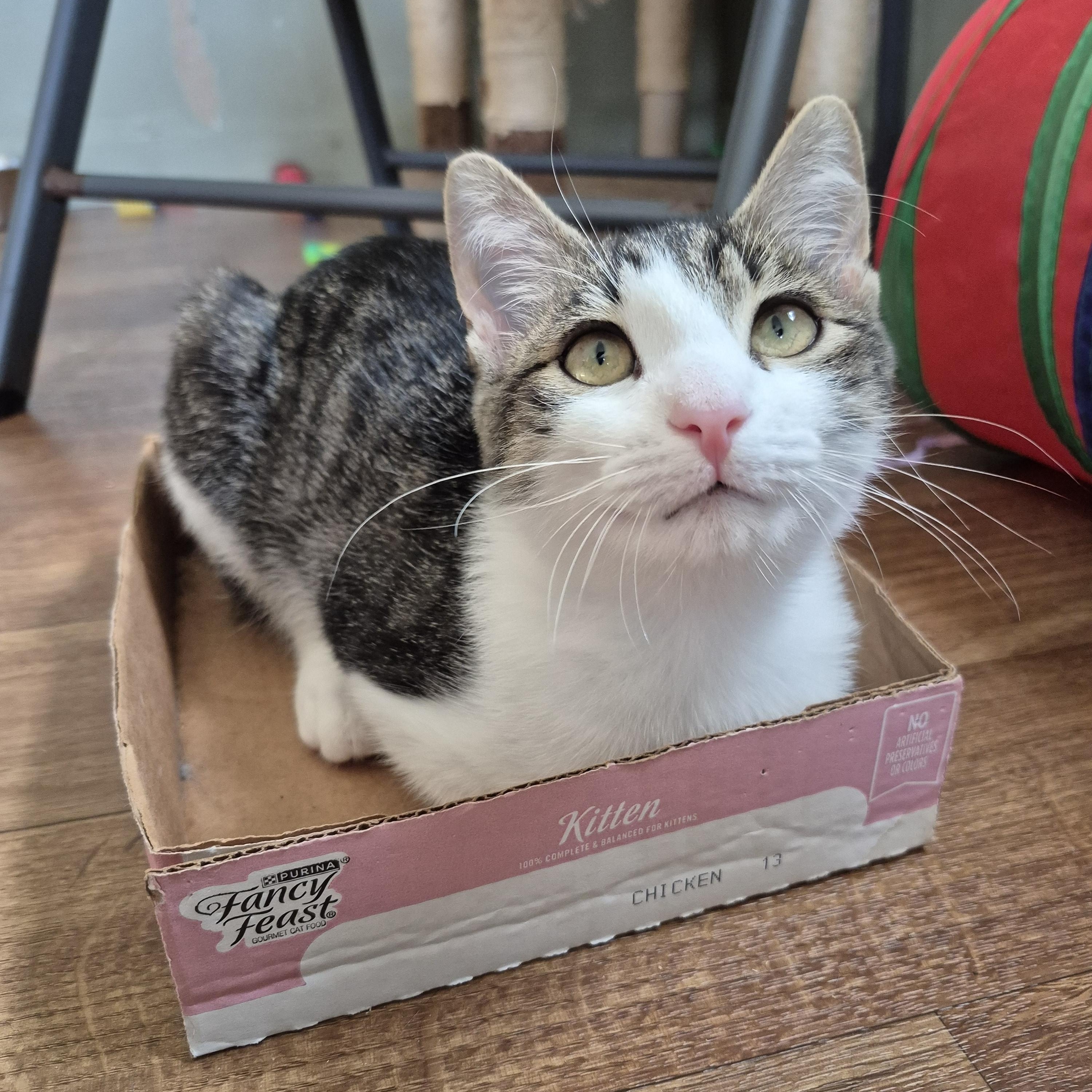 Beau, a Adoptable Domestic Short Hair in Tioga, PA image 4/6