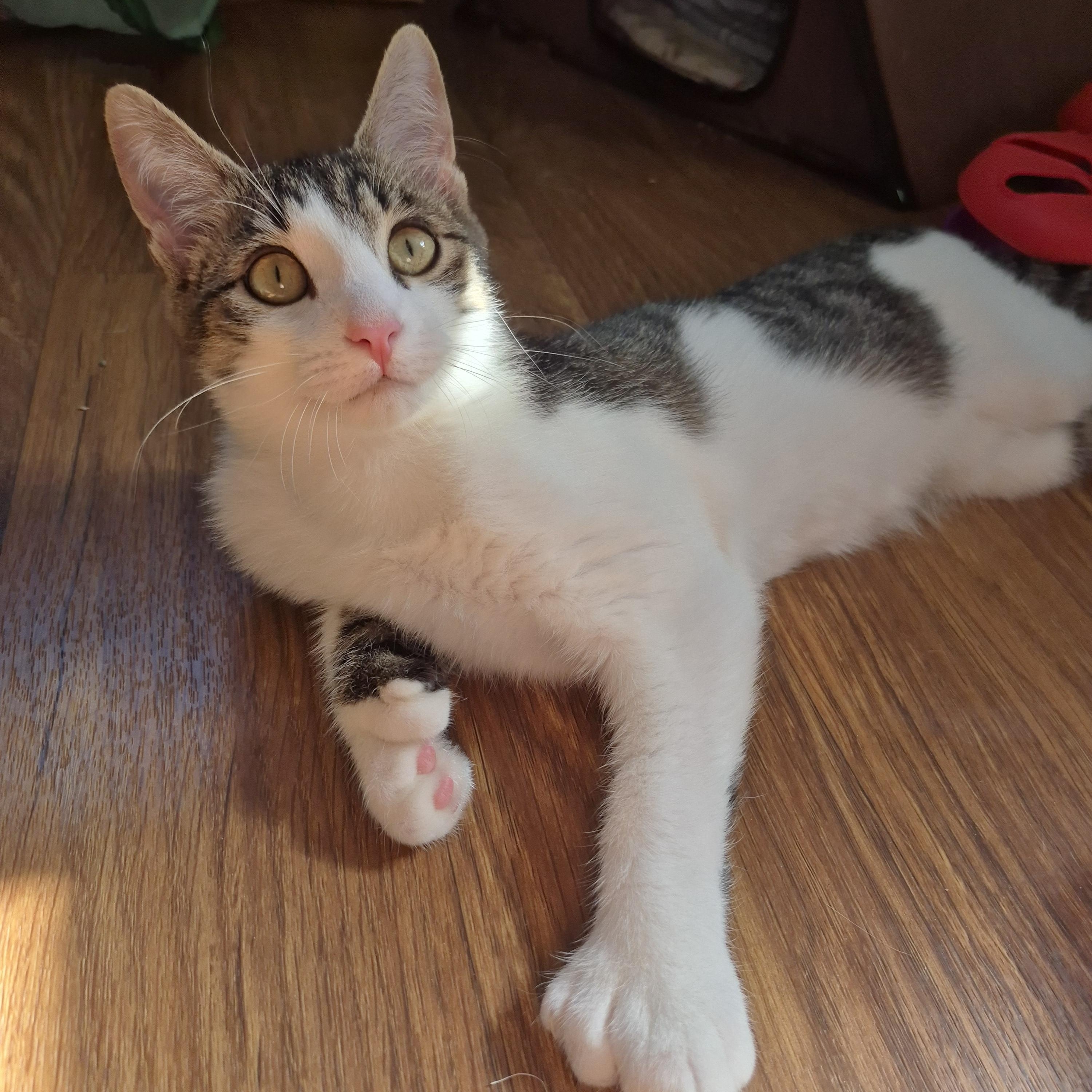 Beau, a Adoptable Domestic Short Hair in Tioga, PA image 2/6