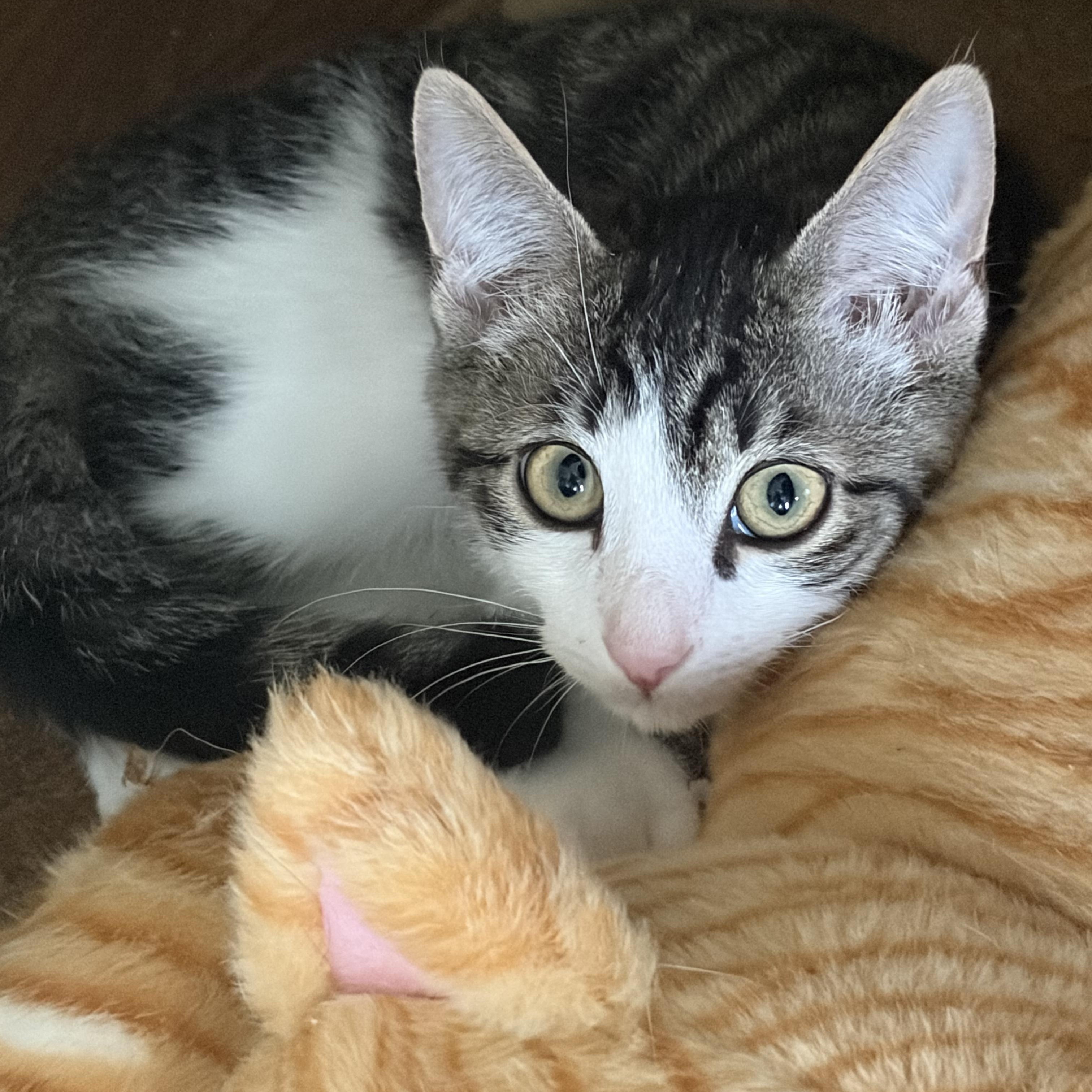 Beau, a Adoptable Domestic Short Hair in Tioga, PA image 6/6