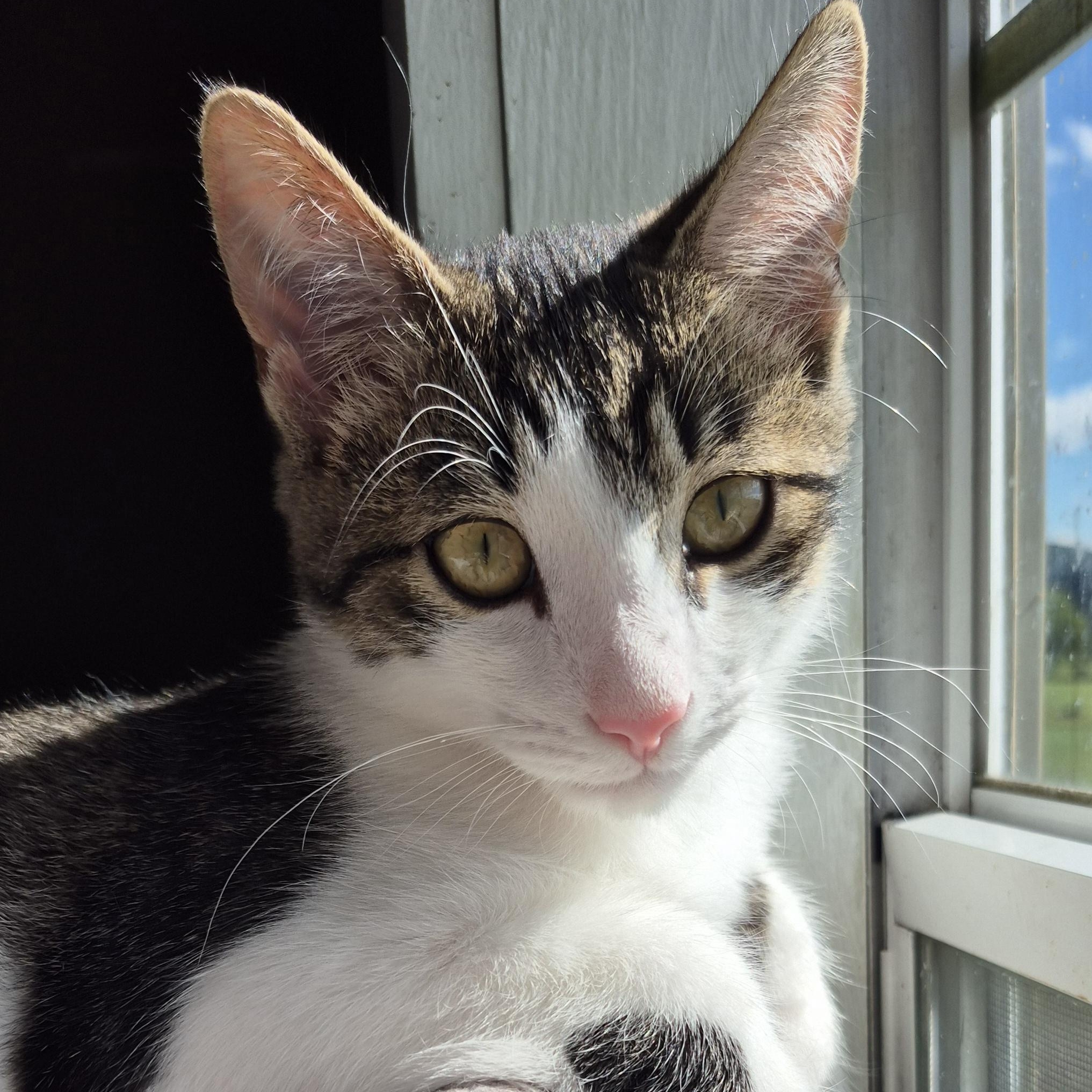 Beau, a Adoptable Domestic Short Hair in Tioga, PA image 1/6