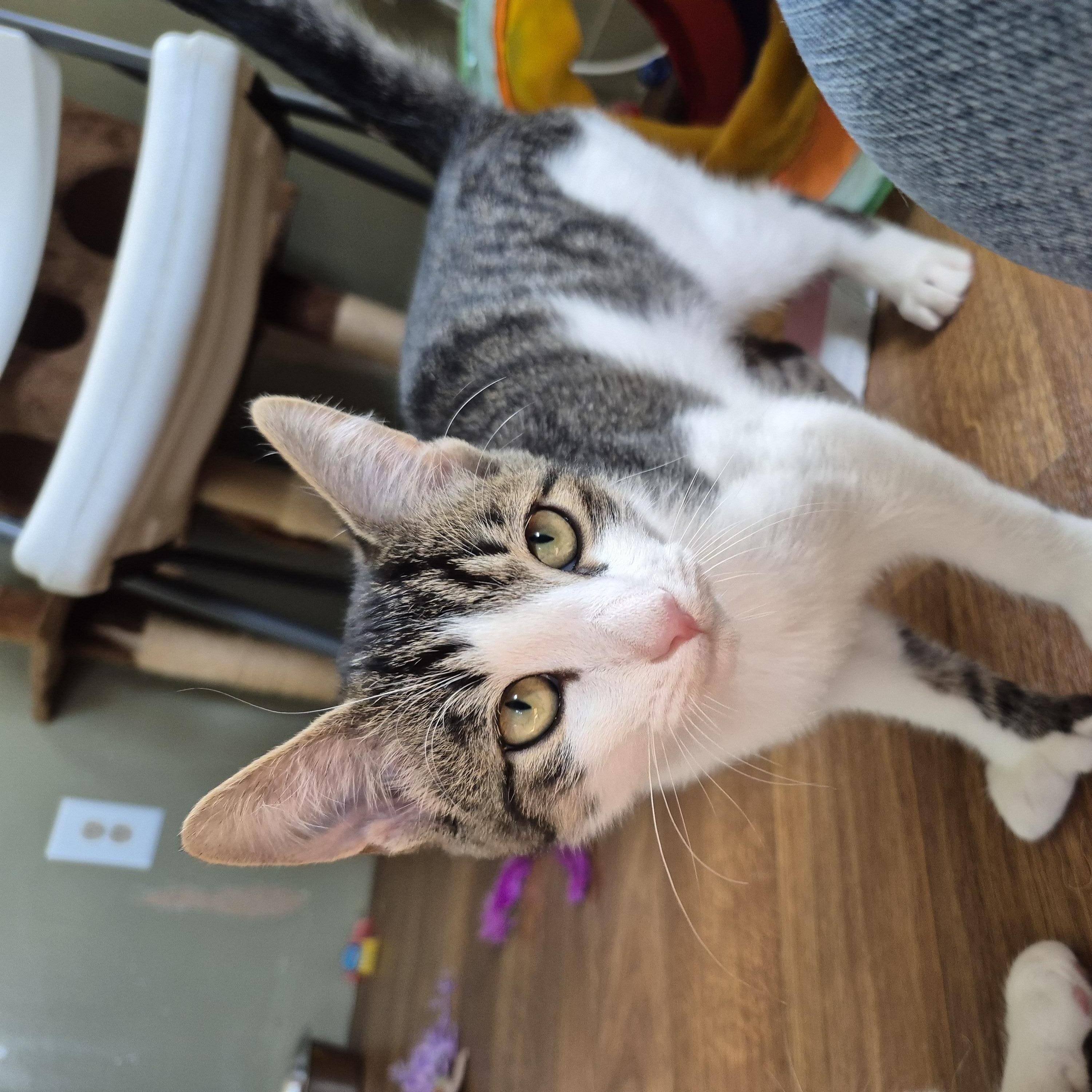 Beau, a Adoptable Domestic Short Hair in Tioga, PA image 3/6