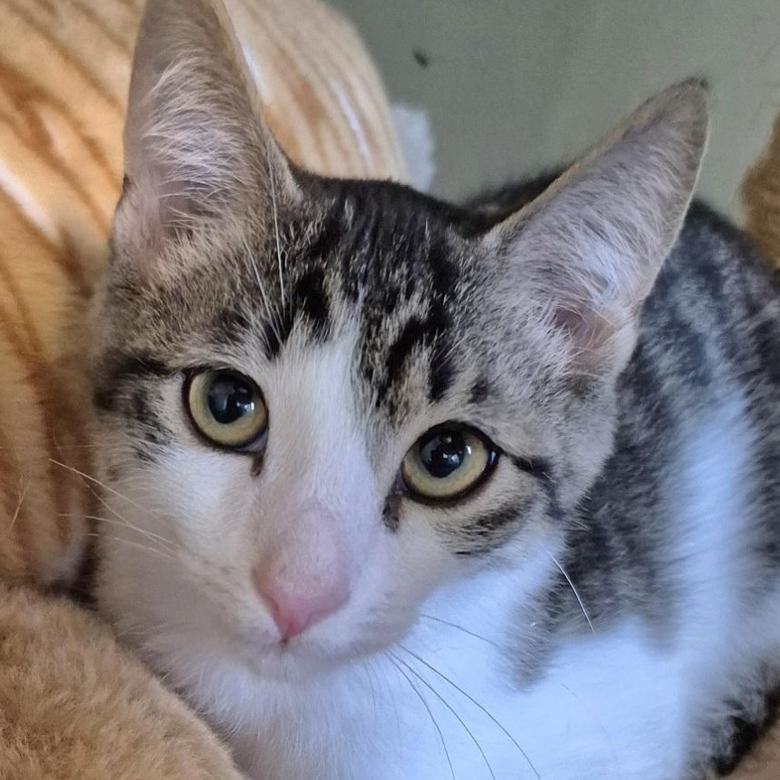 Beau, a Adoptable Domestic Short Hair in Tioga, PA image 5/6