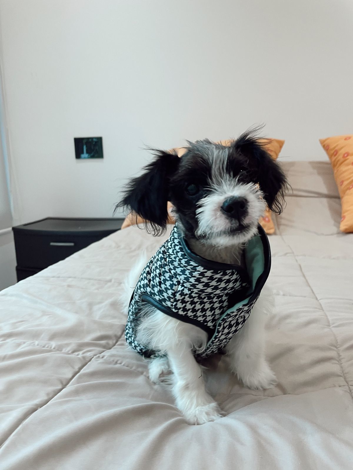 Noel, Adopted, Puppy Male Maltipoo.