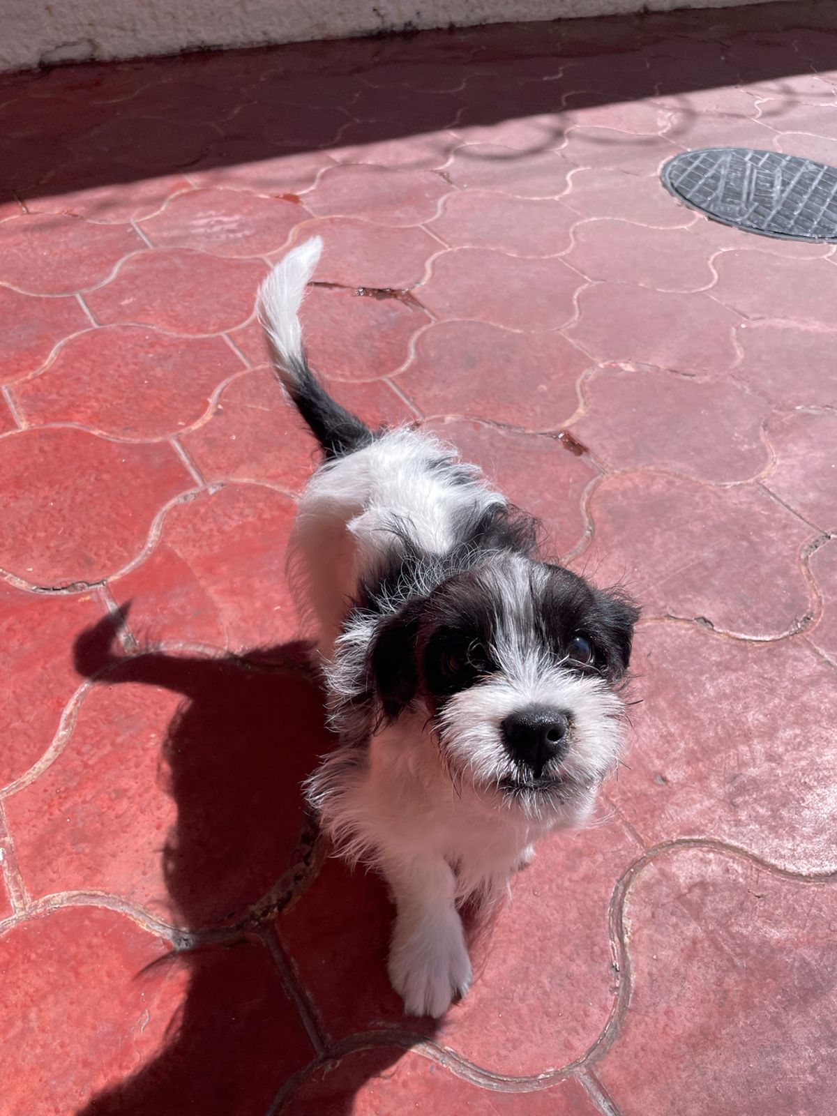 Noel, a Adopted mixed breed in Auburn, WA image 2/6