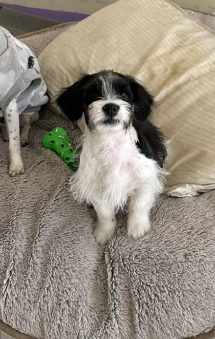 Noel, a Adopted mixed breed in Auburn, WA image 3/6