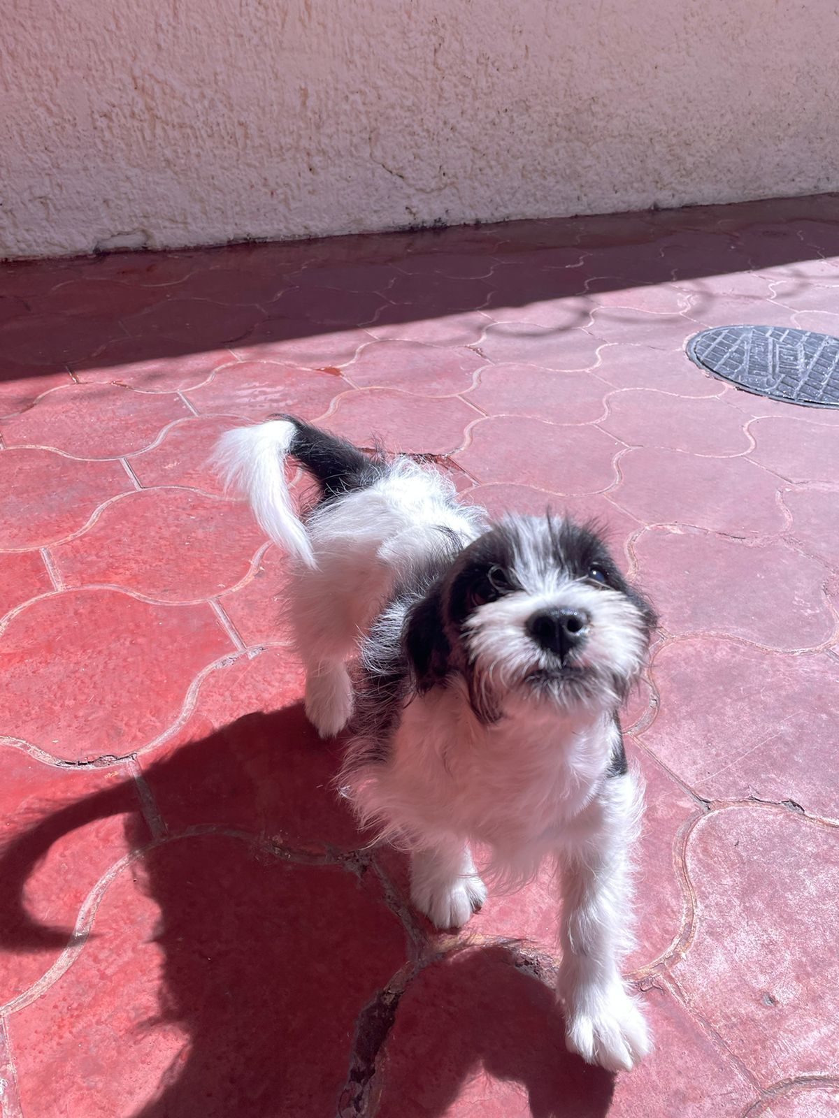 Noel, a Adopted mixed breed in Auburn, WA image 4/6